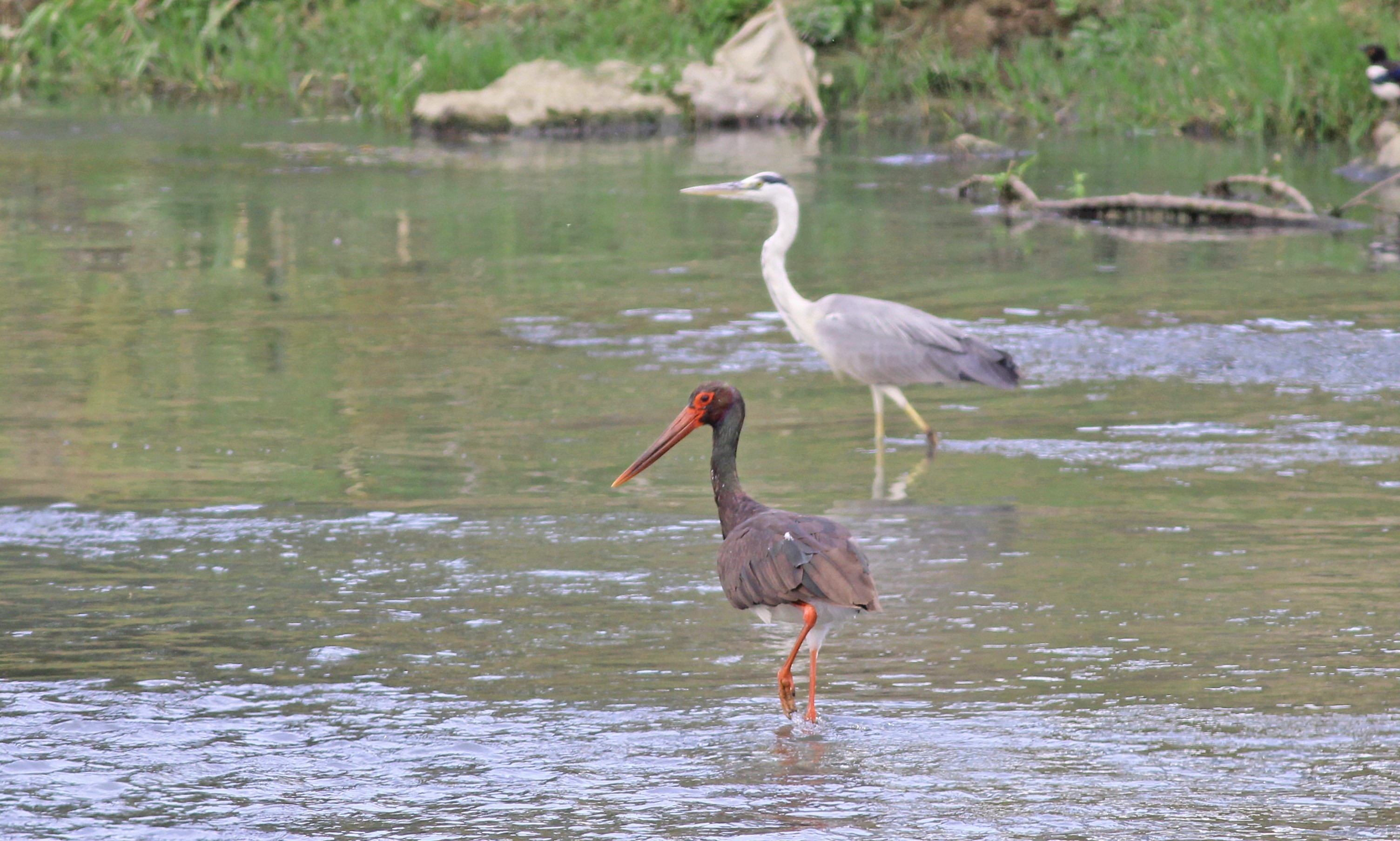 Black Stork