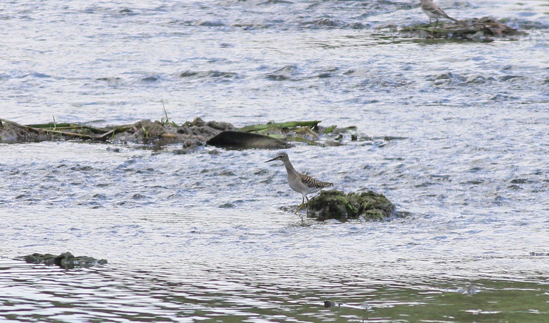 Wood Sandpiper