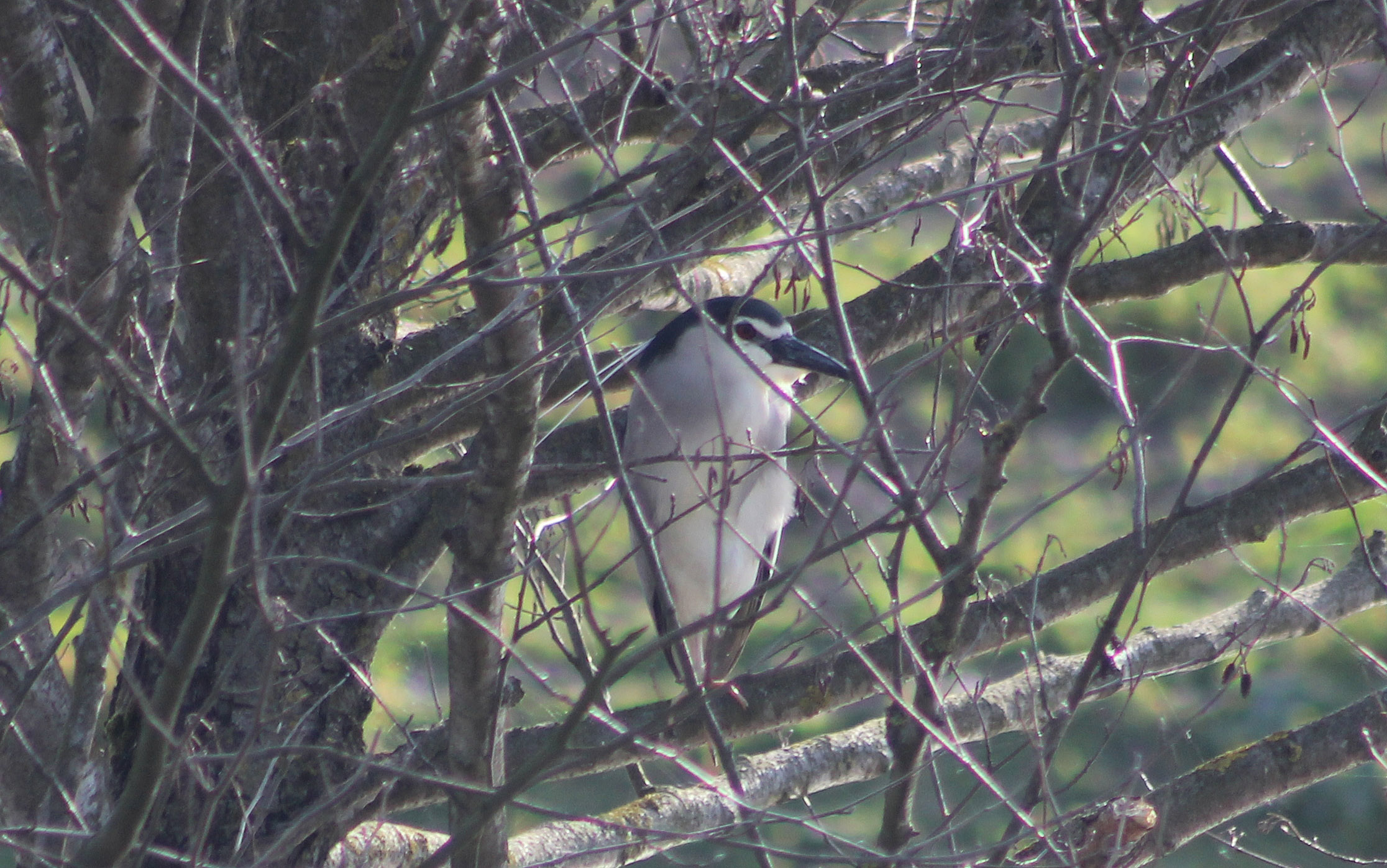 Black-crowned Night-Heron