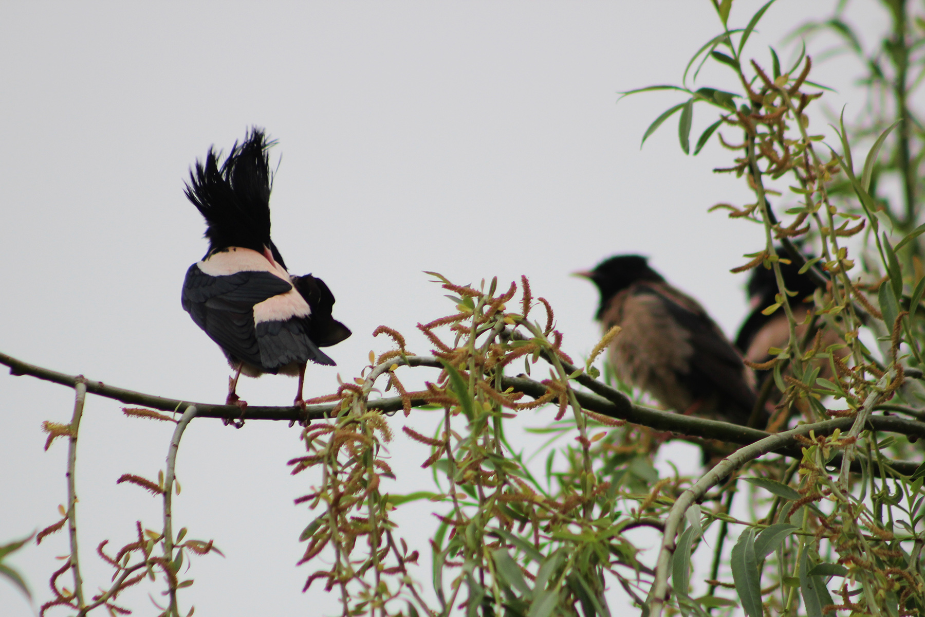 Rosy Starling
