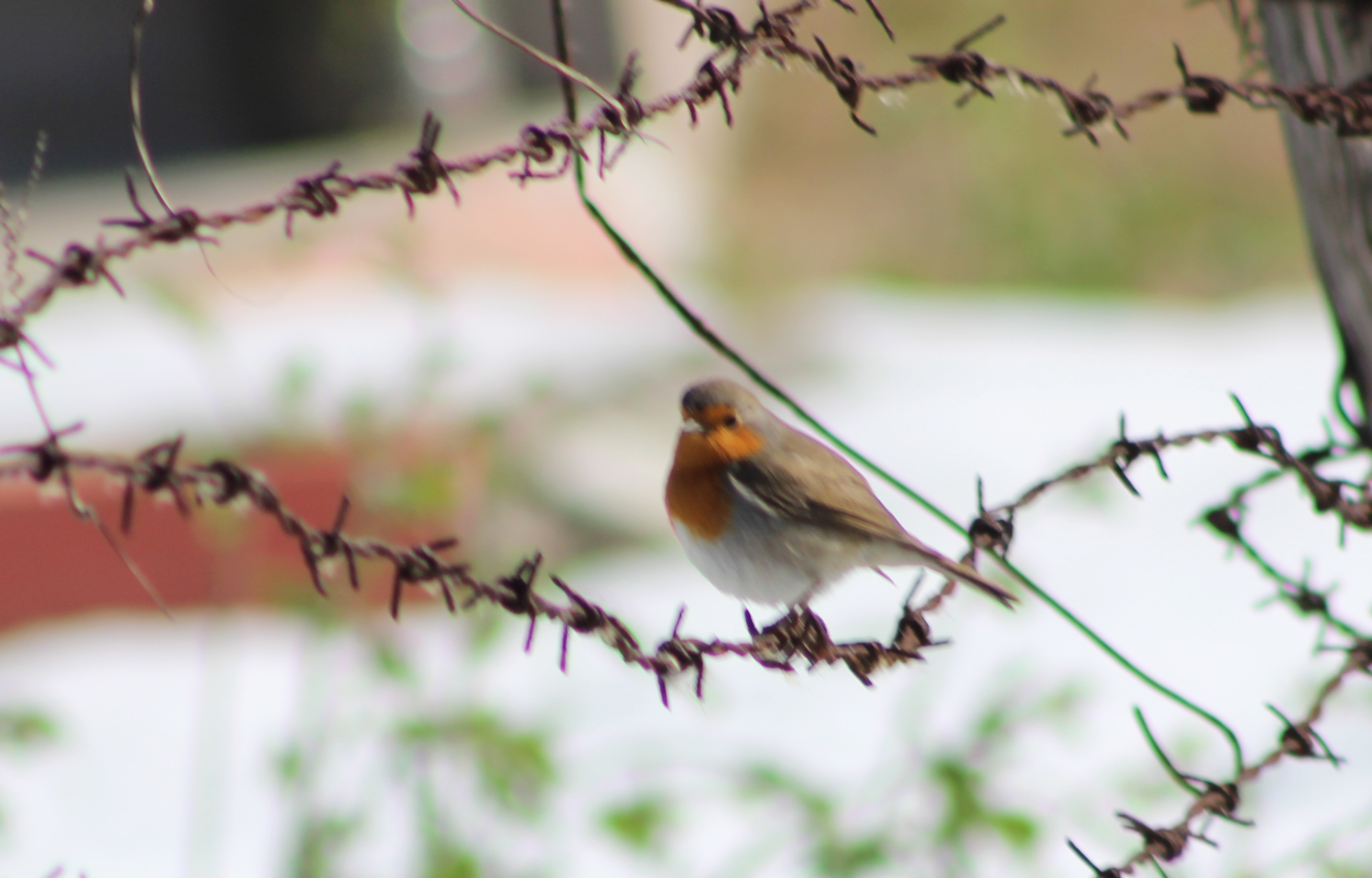 European Robin