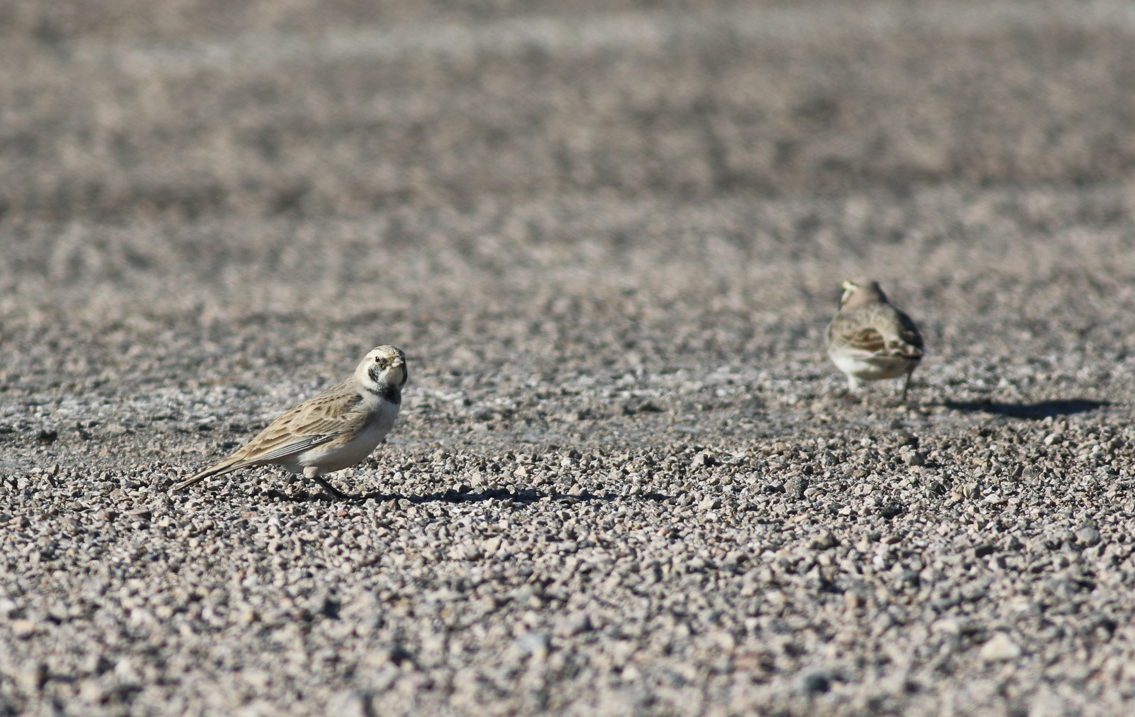 Horned Lark