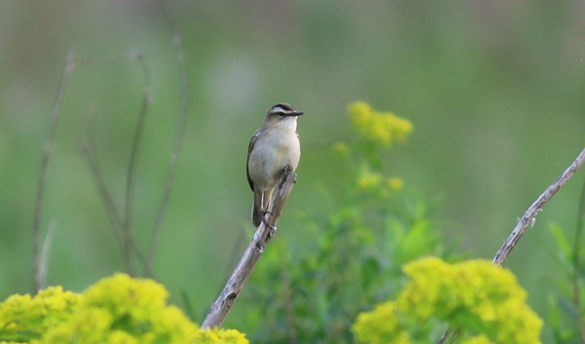 Sedge Warbler