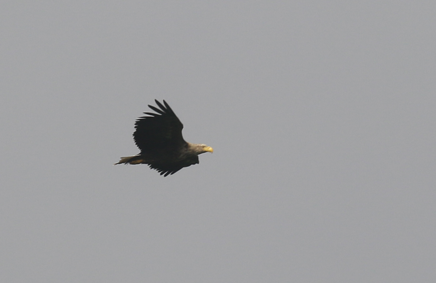 White-tailed Eagle