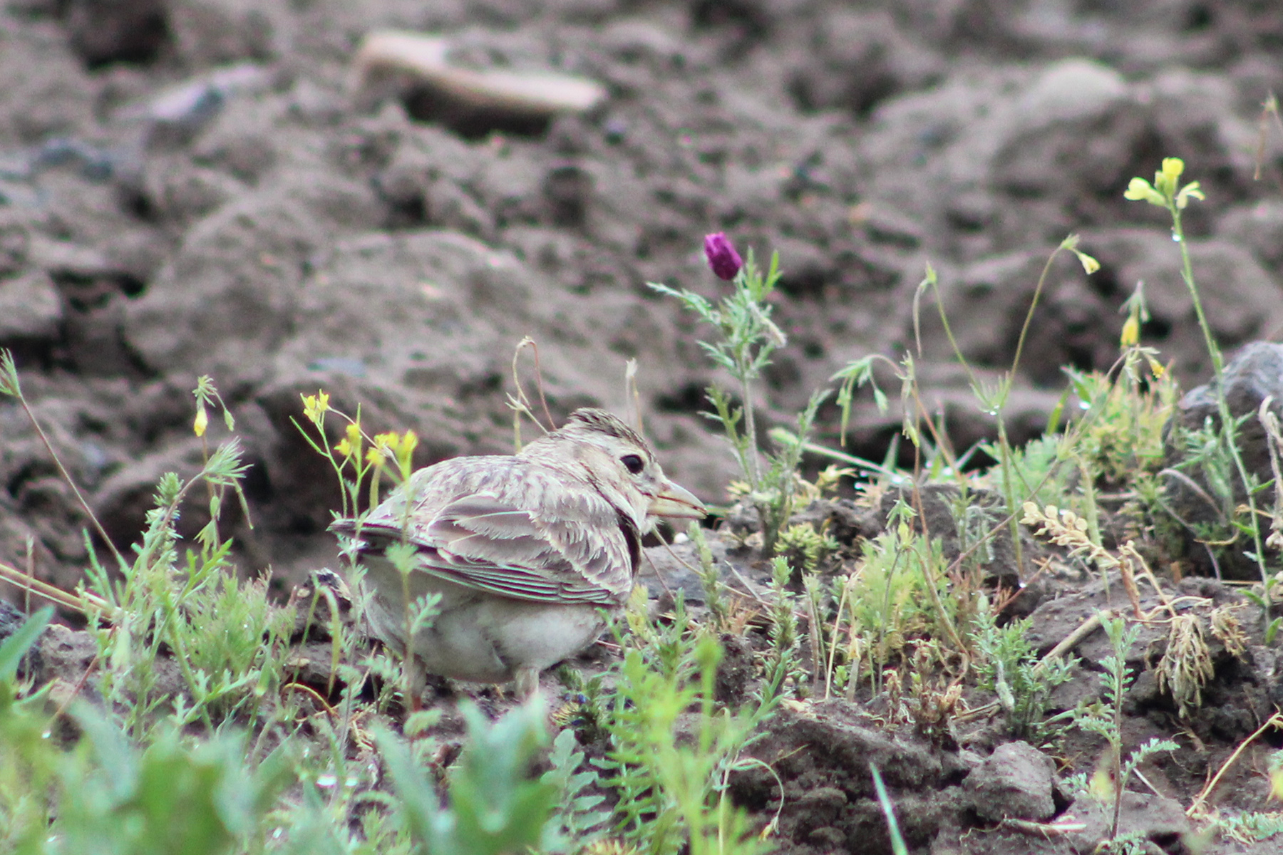 Calandra Lark — Ana fotoğraf
