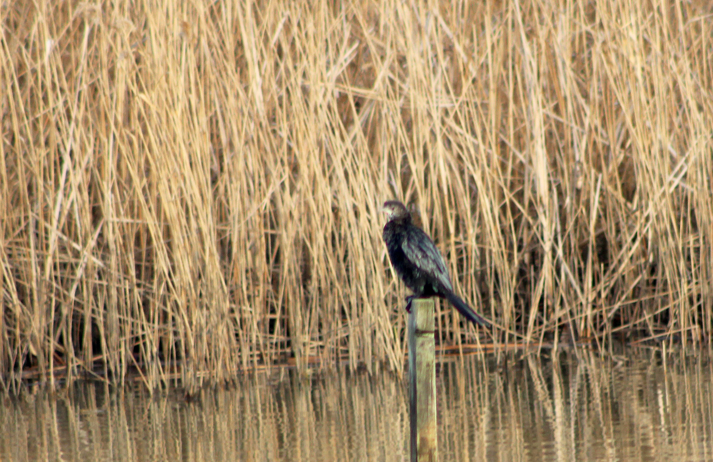 Pygmy Cormorant