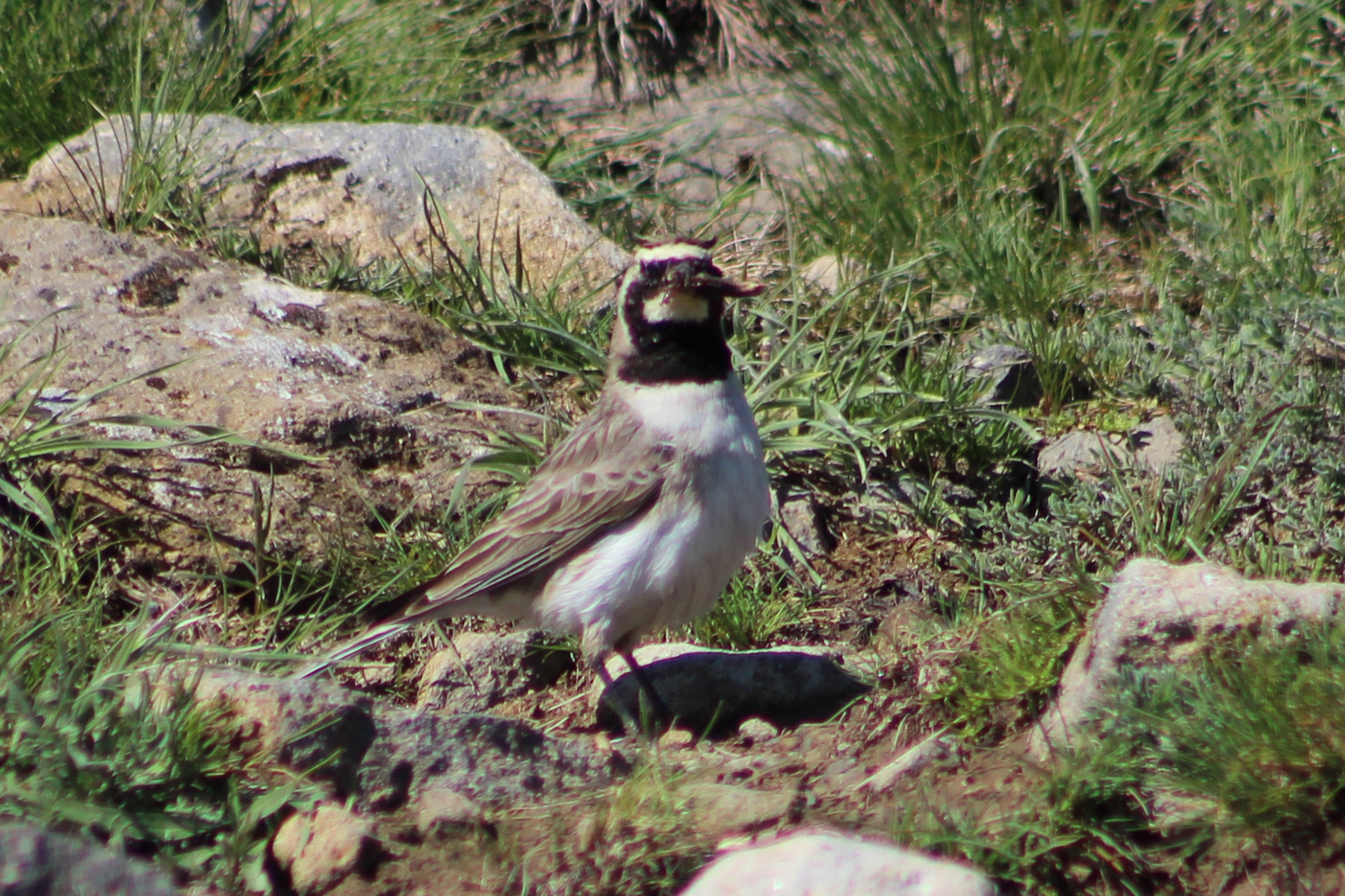 Horned Lark