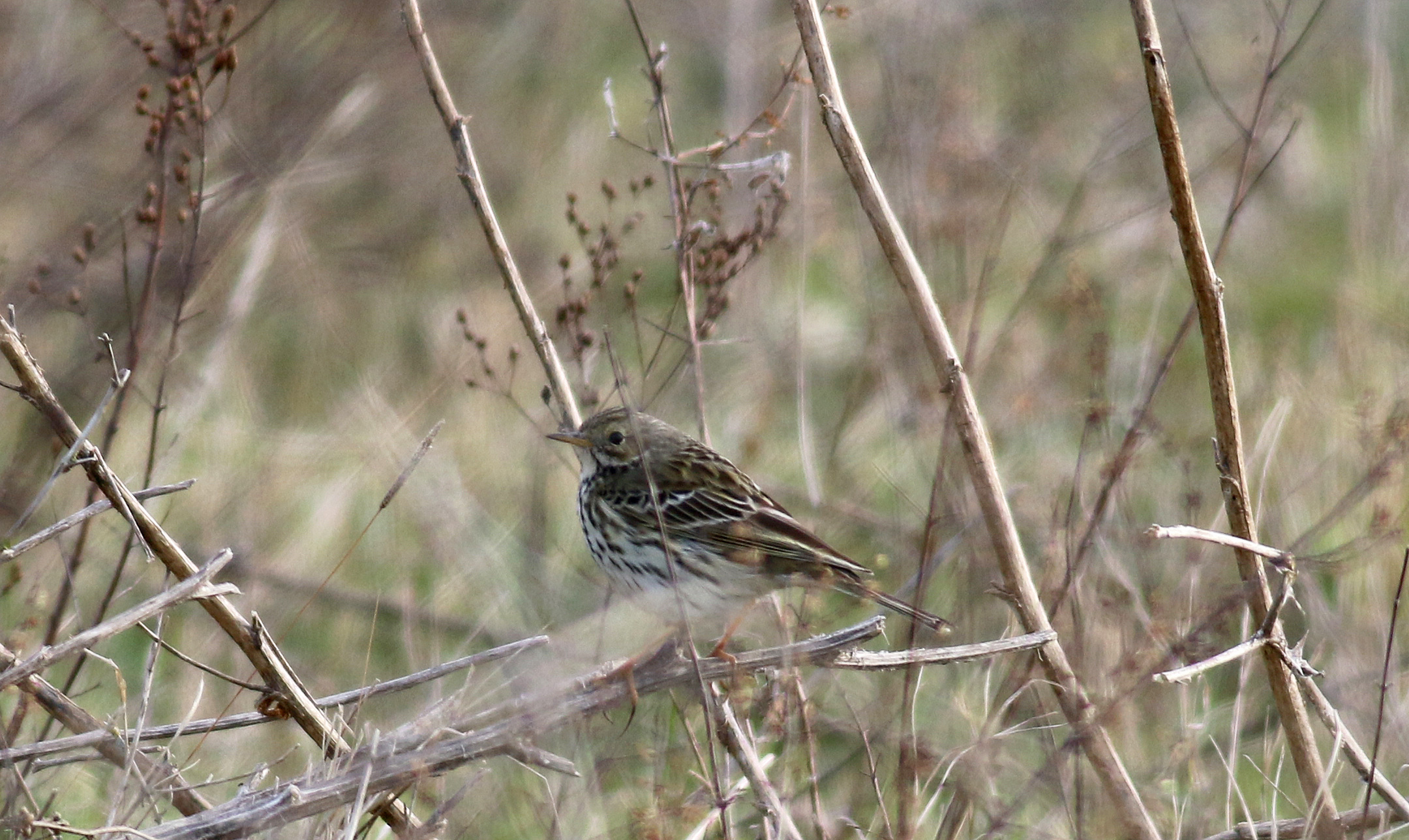 Meadow Pipit