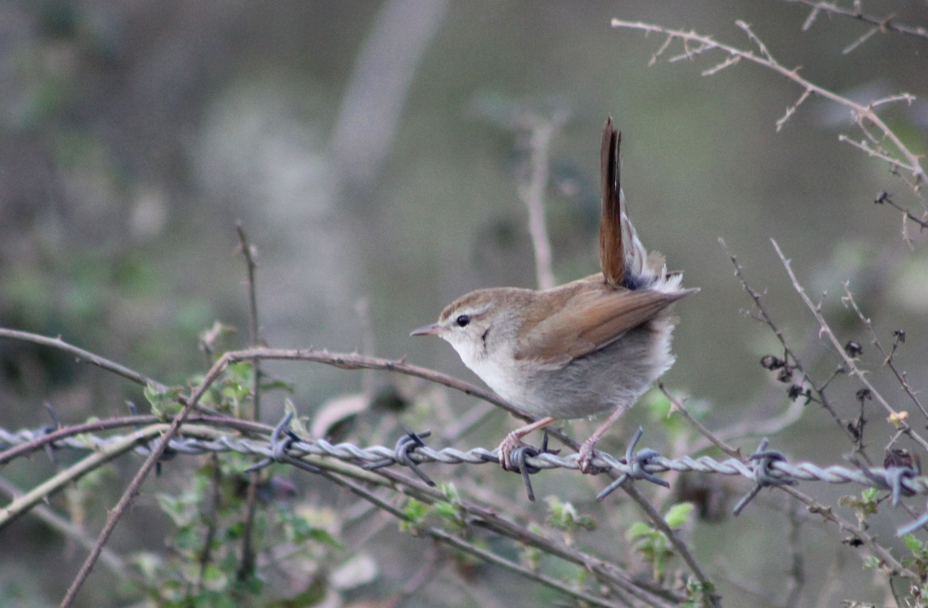 Cetti's Warbler