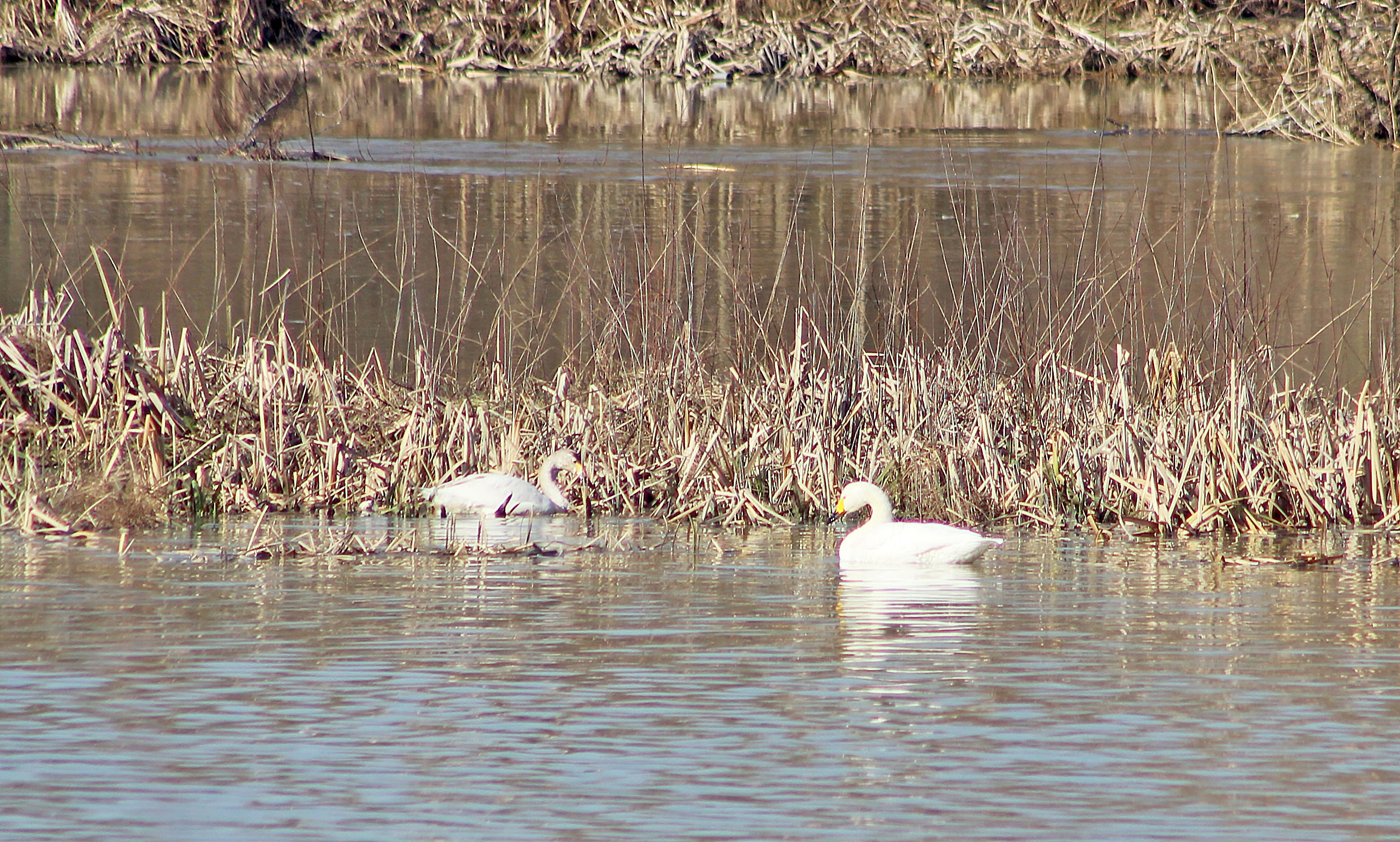 Tundra Swan