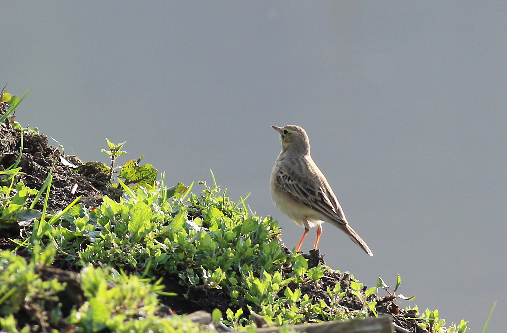 Tawny Pipit