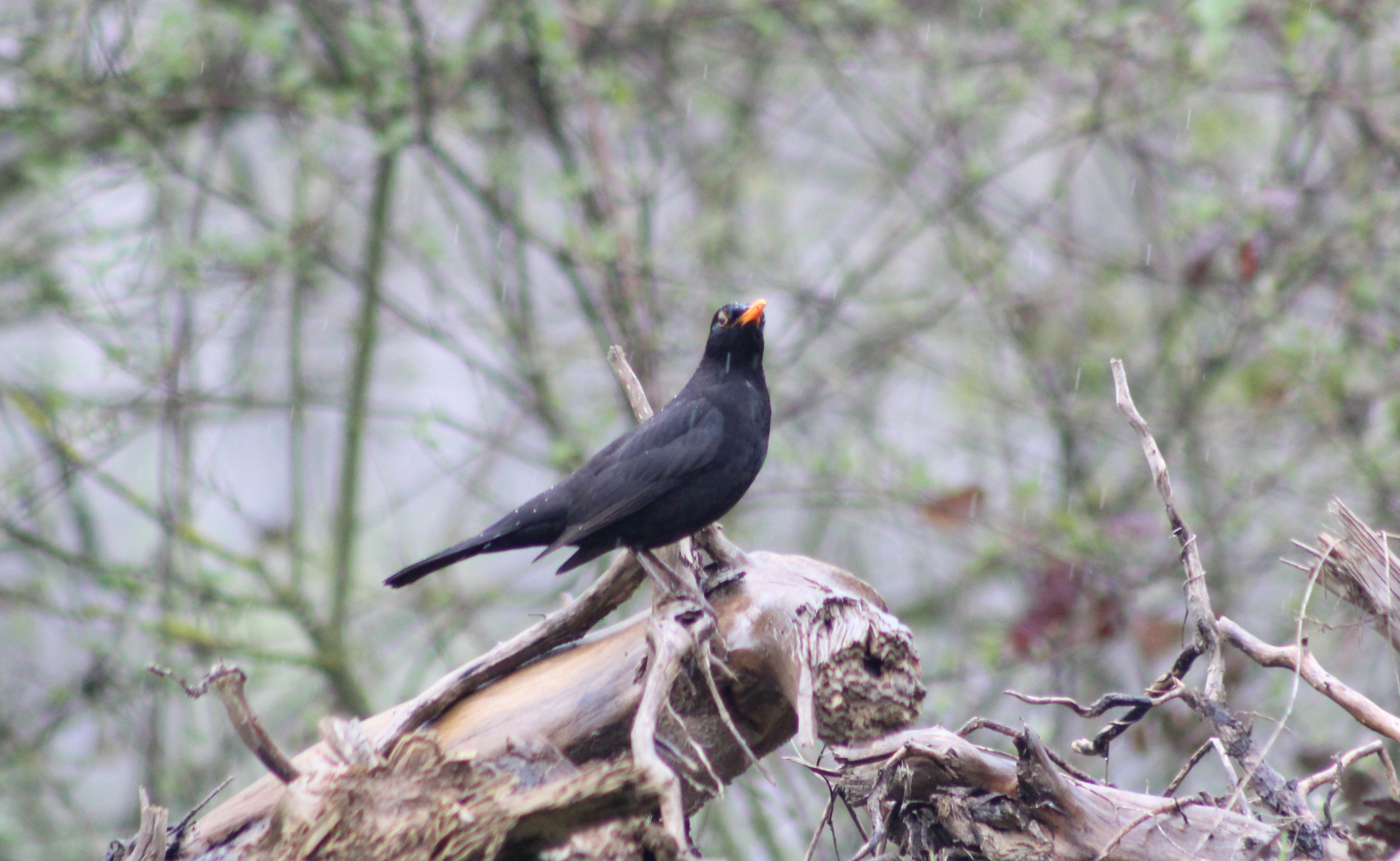 Eurasian Blackbird