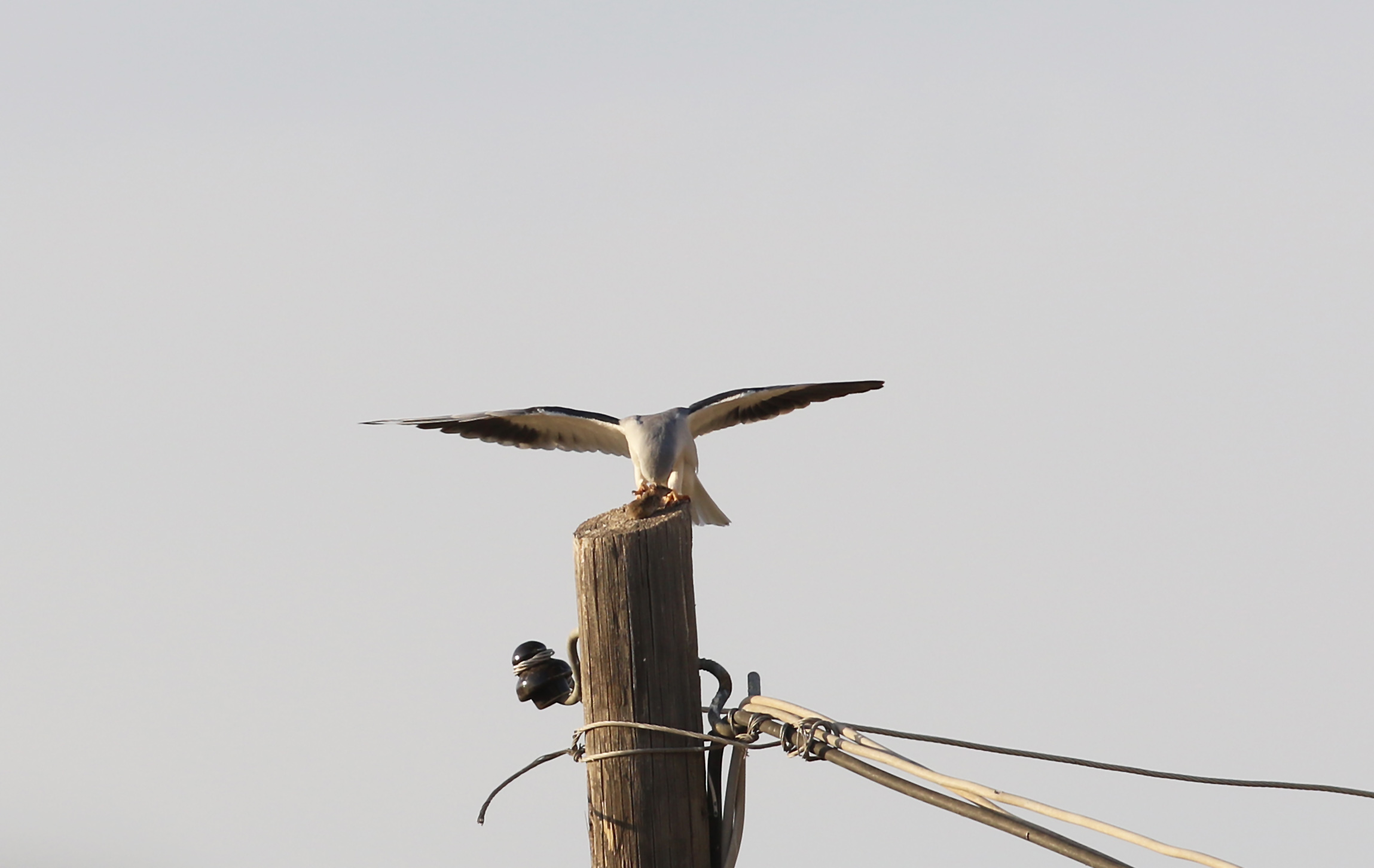 Black-winged Kite