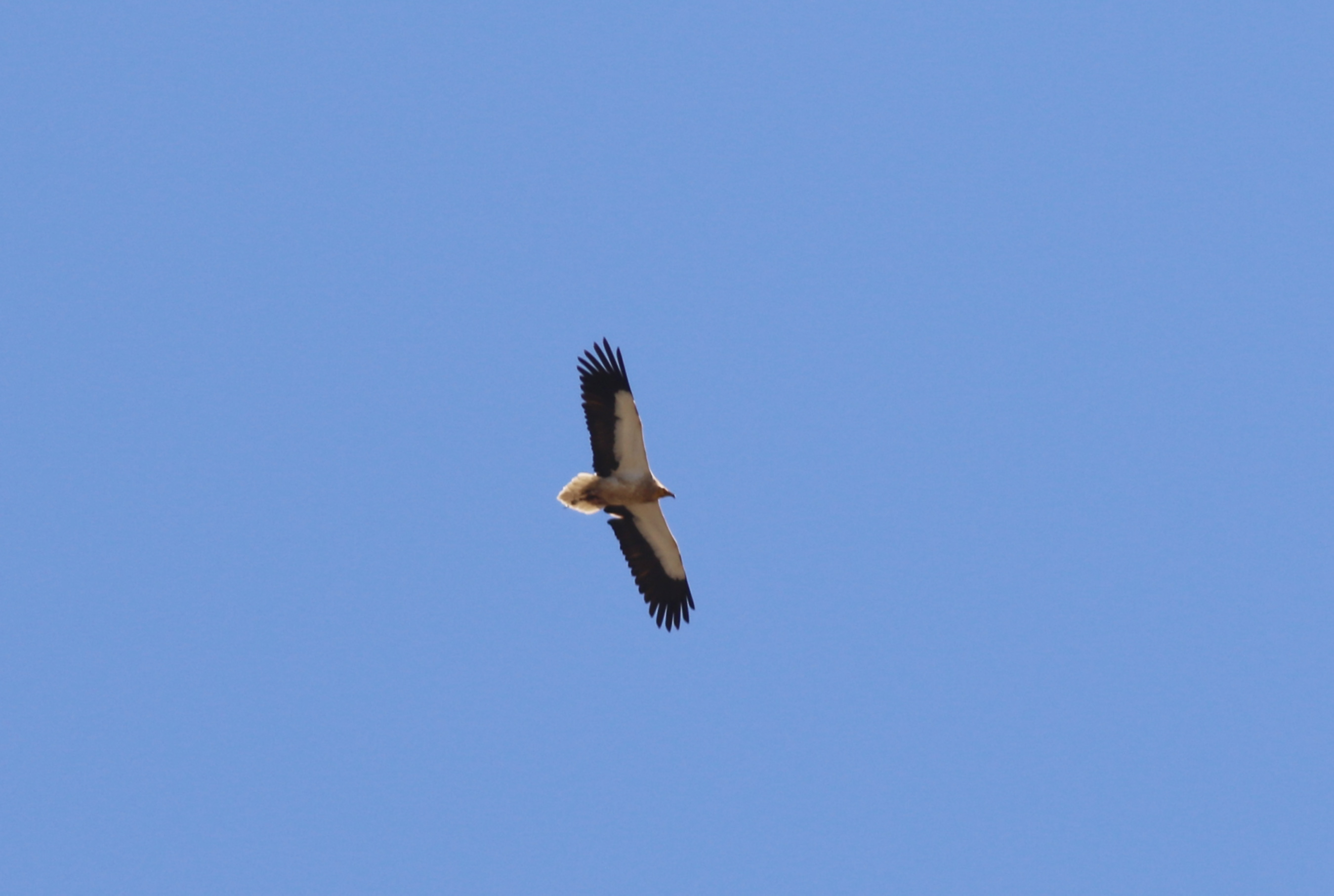 Egyptian Vulture