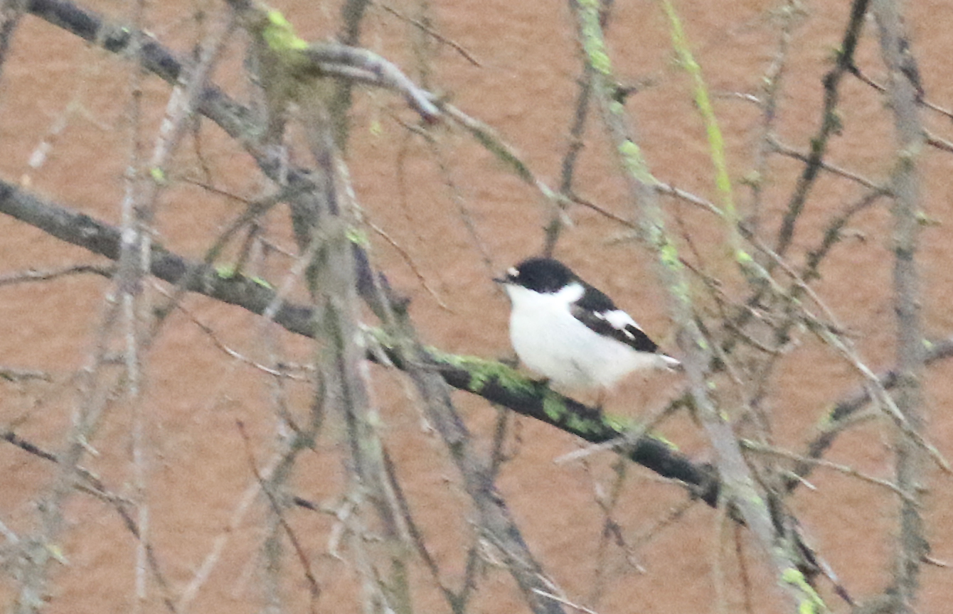 Collared Flycatcher