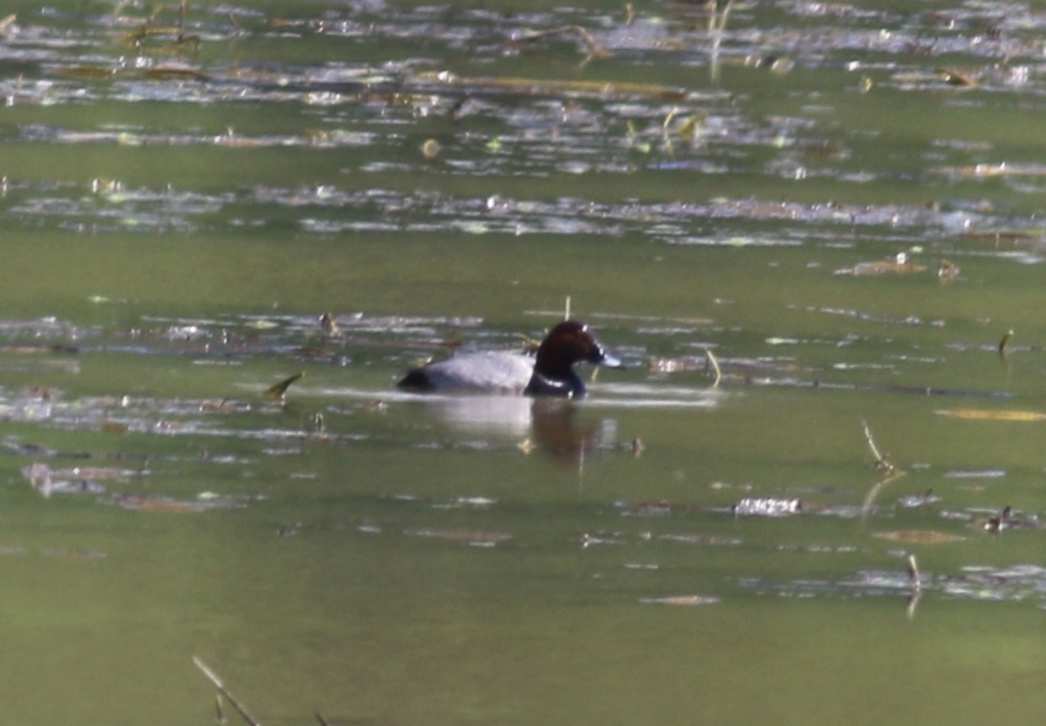 Ferruginous Duck