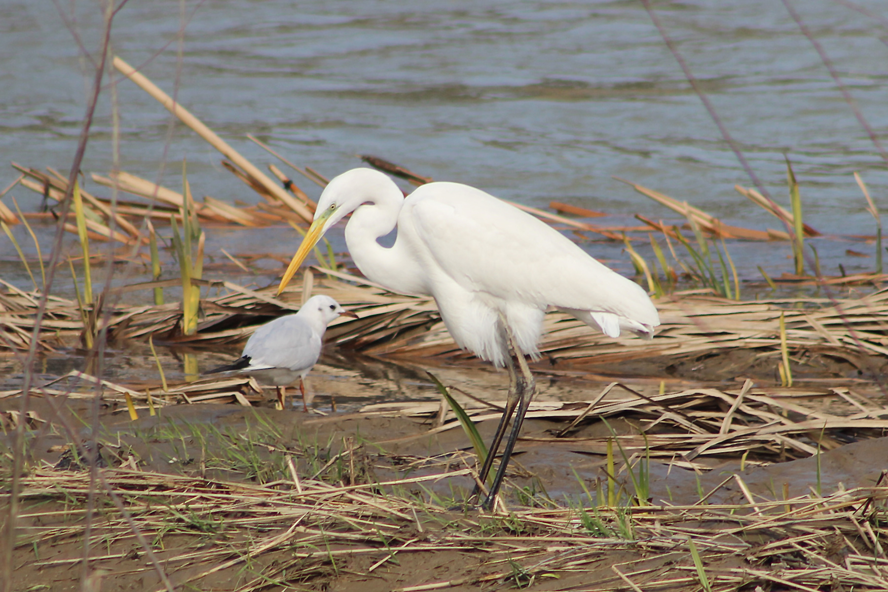 Great Egret