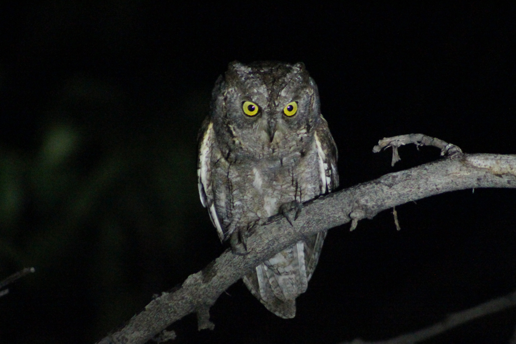 Eurasian Scops-Owl