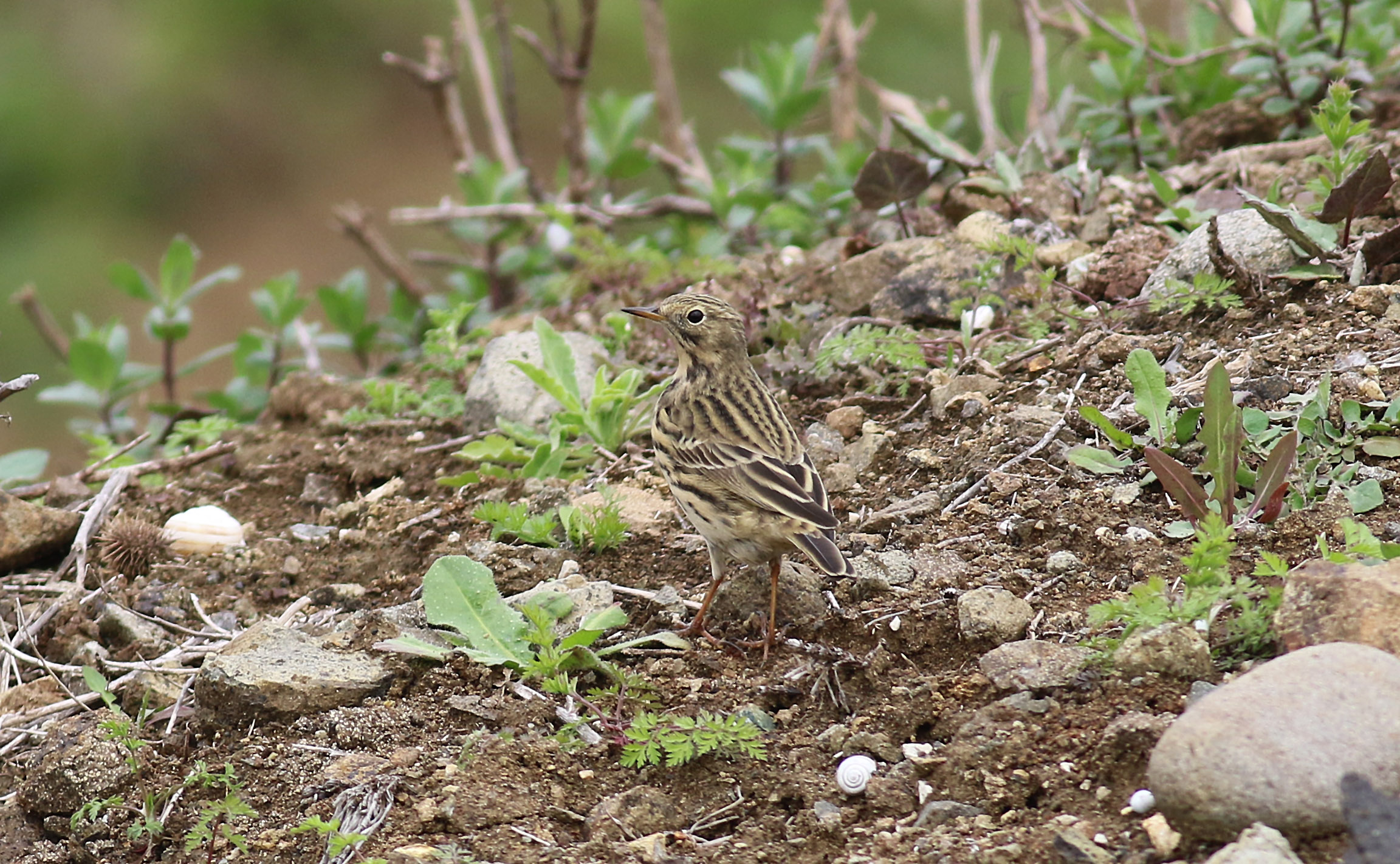 Meadow Pipit