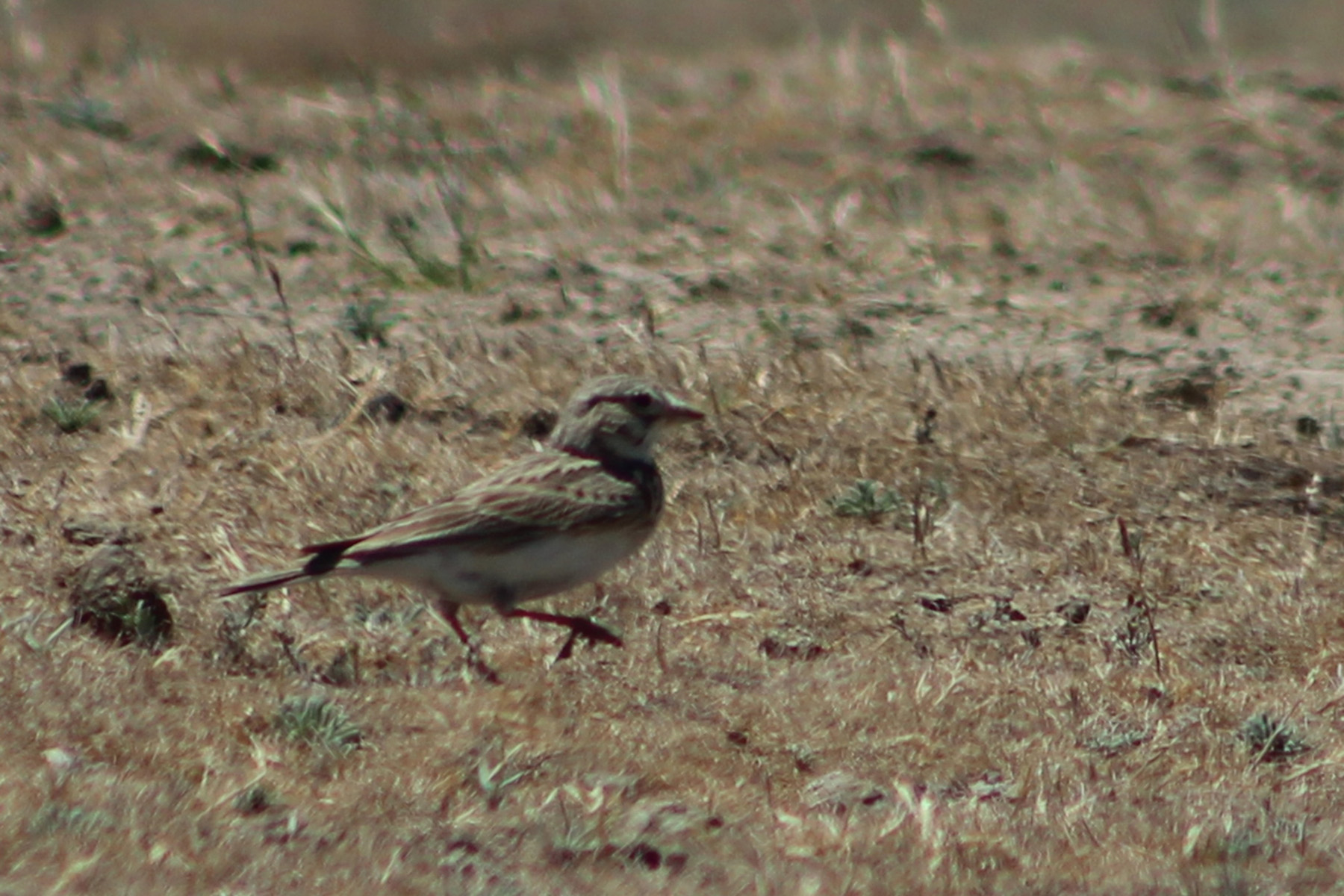 Tawny Pipit