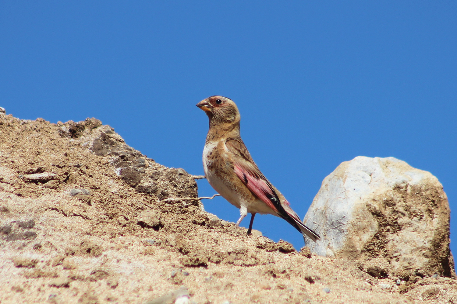 Crimson-winged Finch