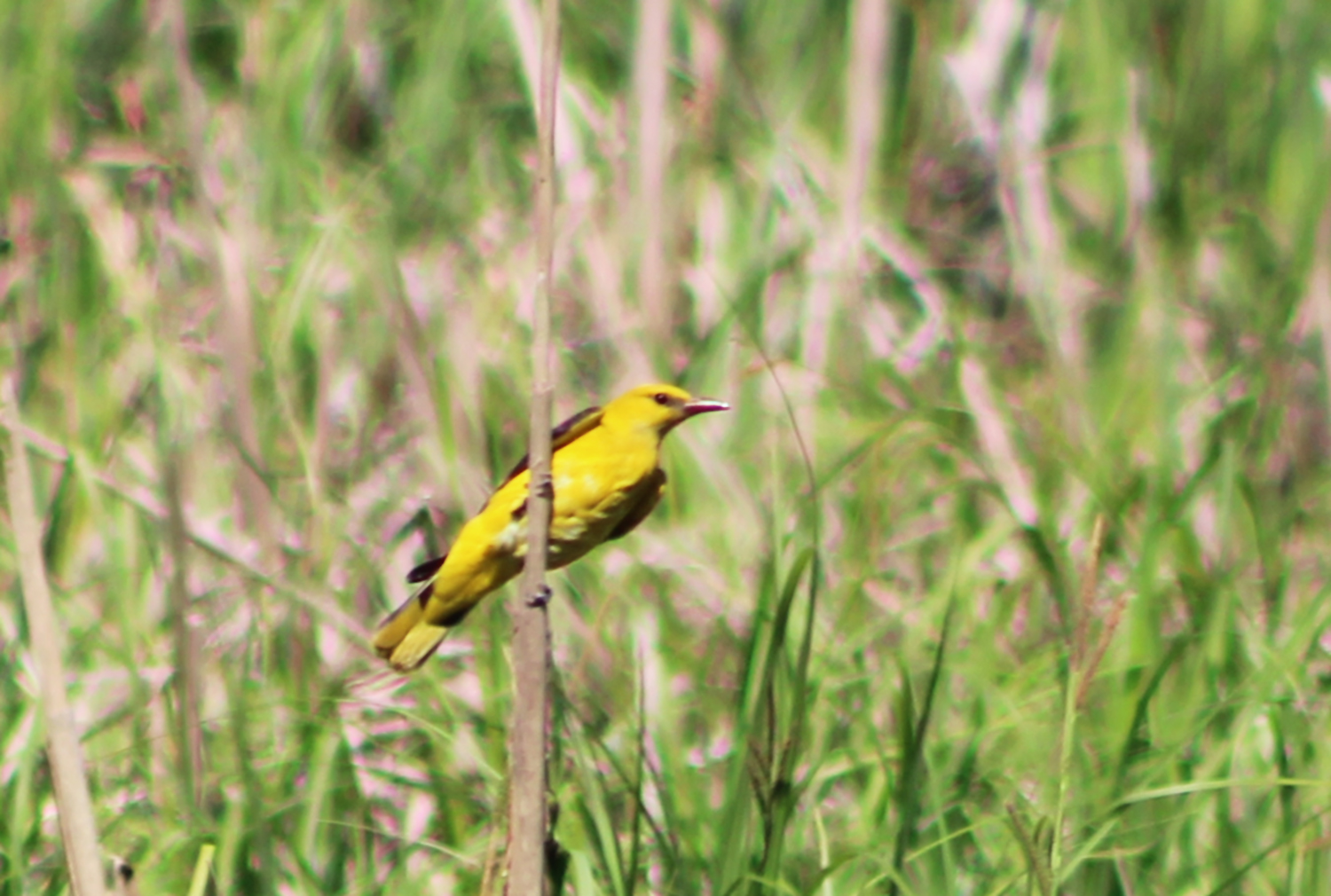 Eurasian Golden Oriole