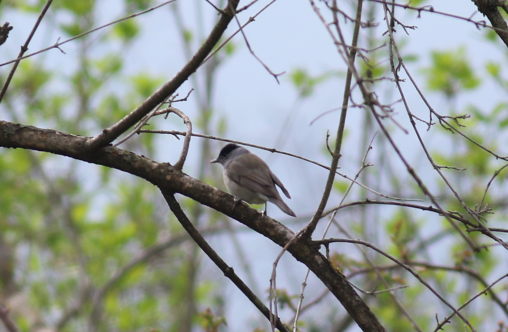 Eurasian Blackcap