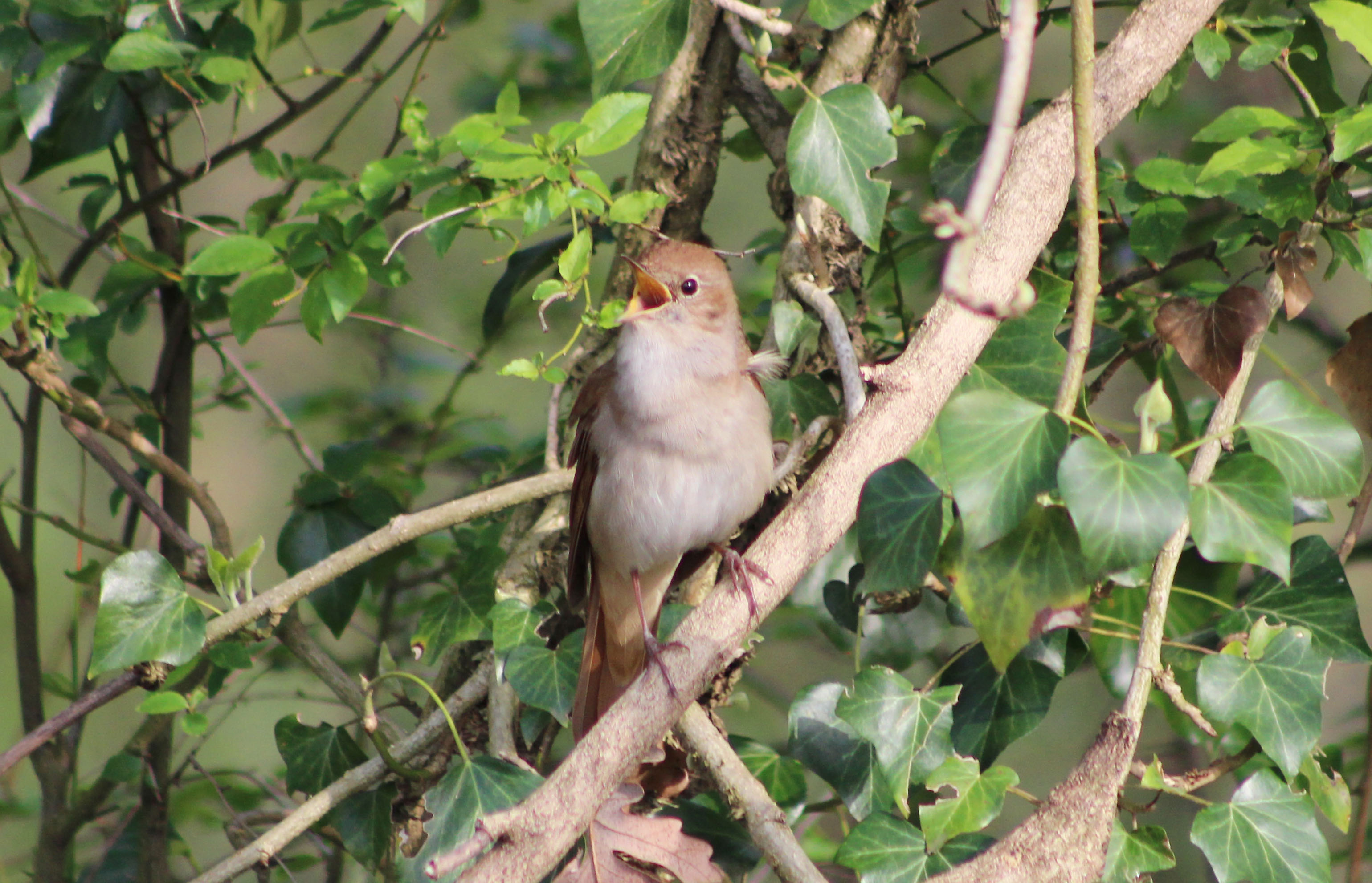 Common Nightingale