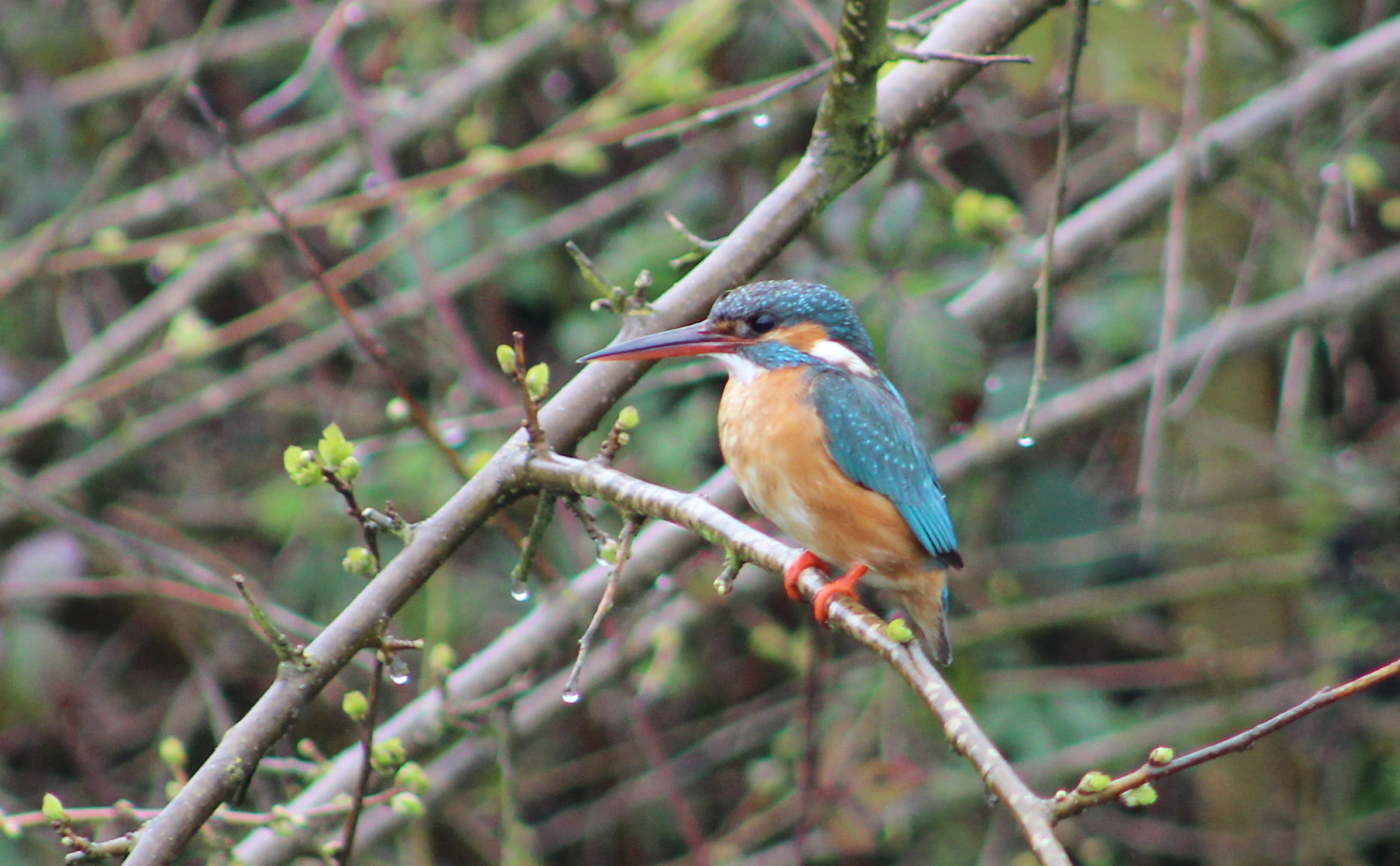 Common Kingfisher