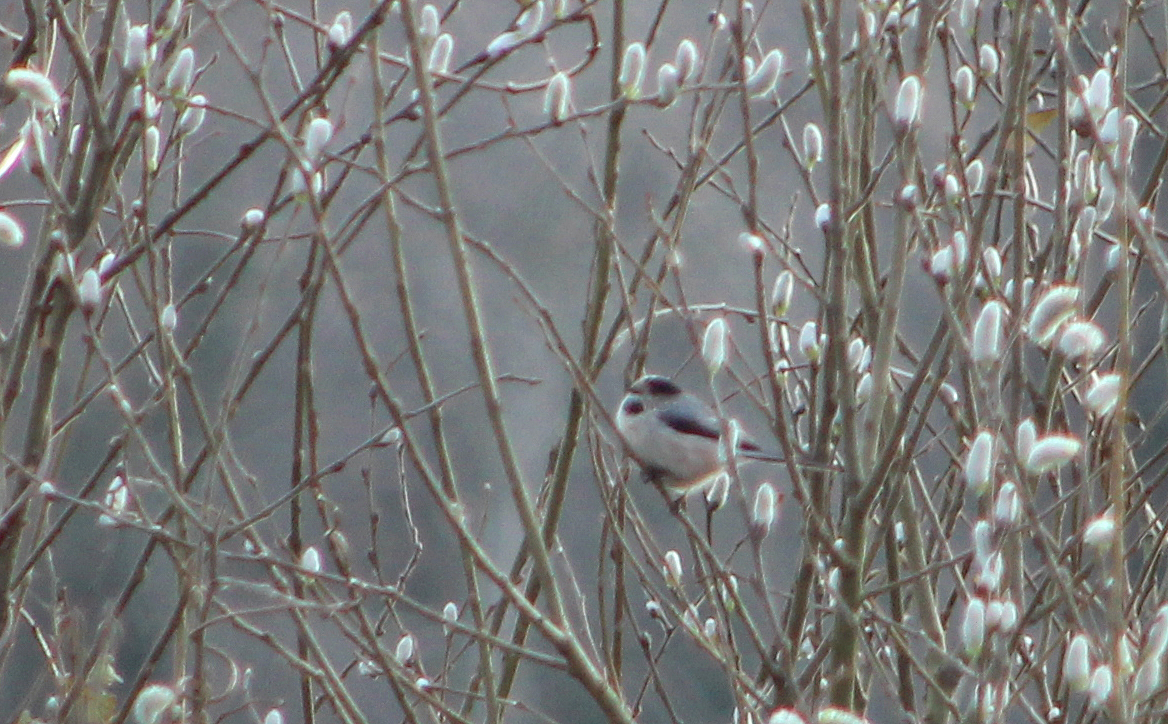 Long-tailed Tit