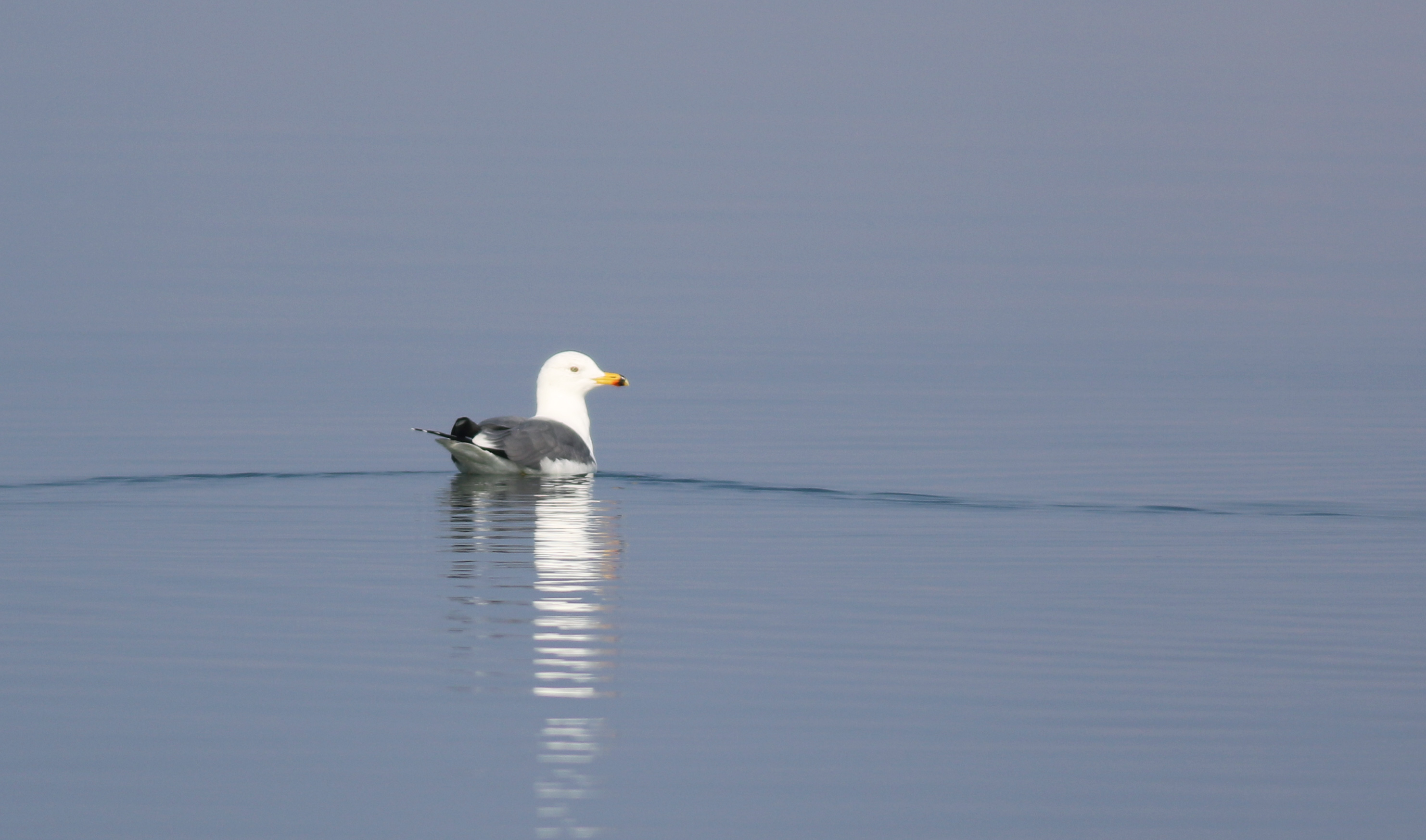 Armenian Gull