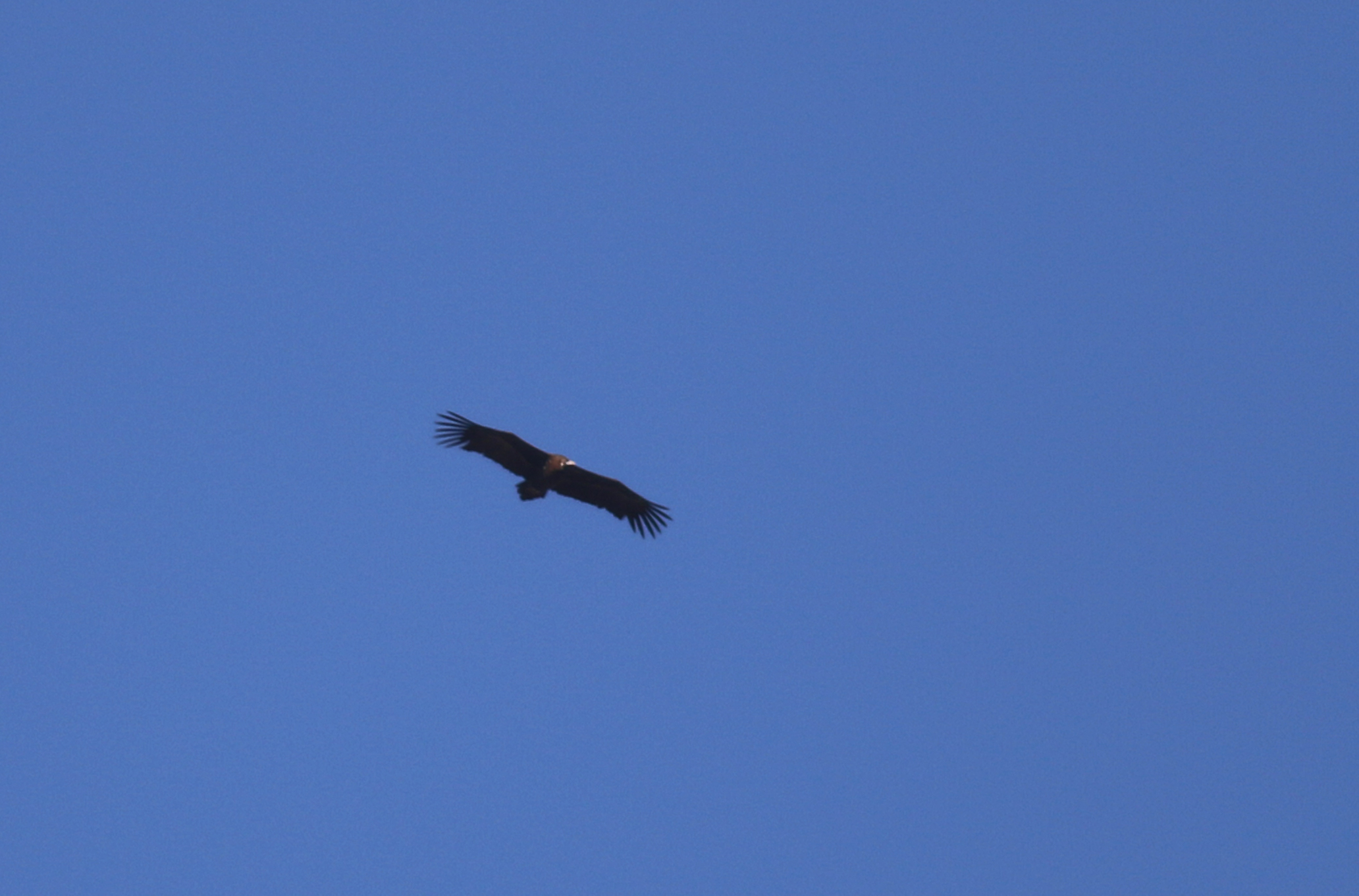 Cinereous Vulture