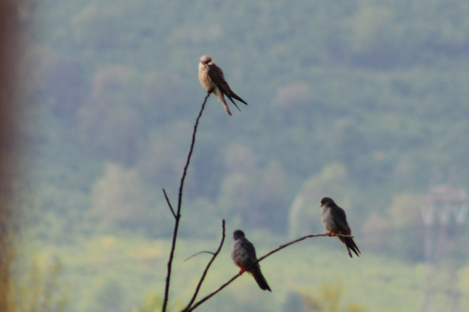 Red-footed Falcon