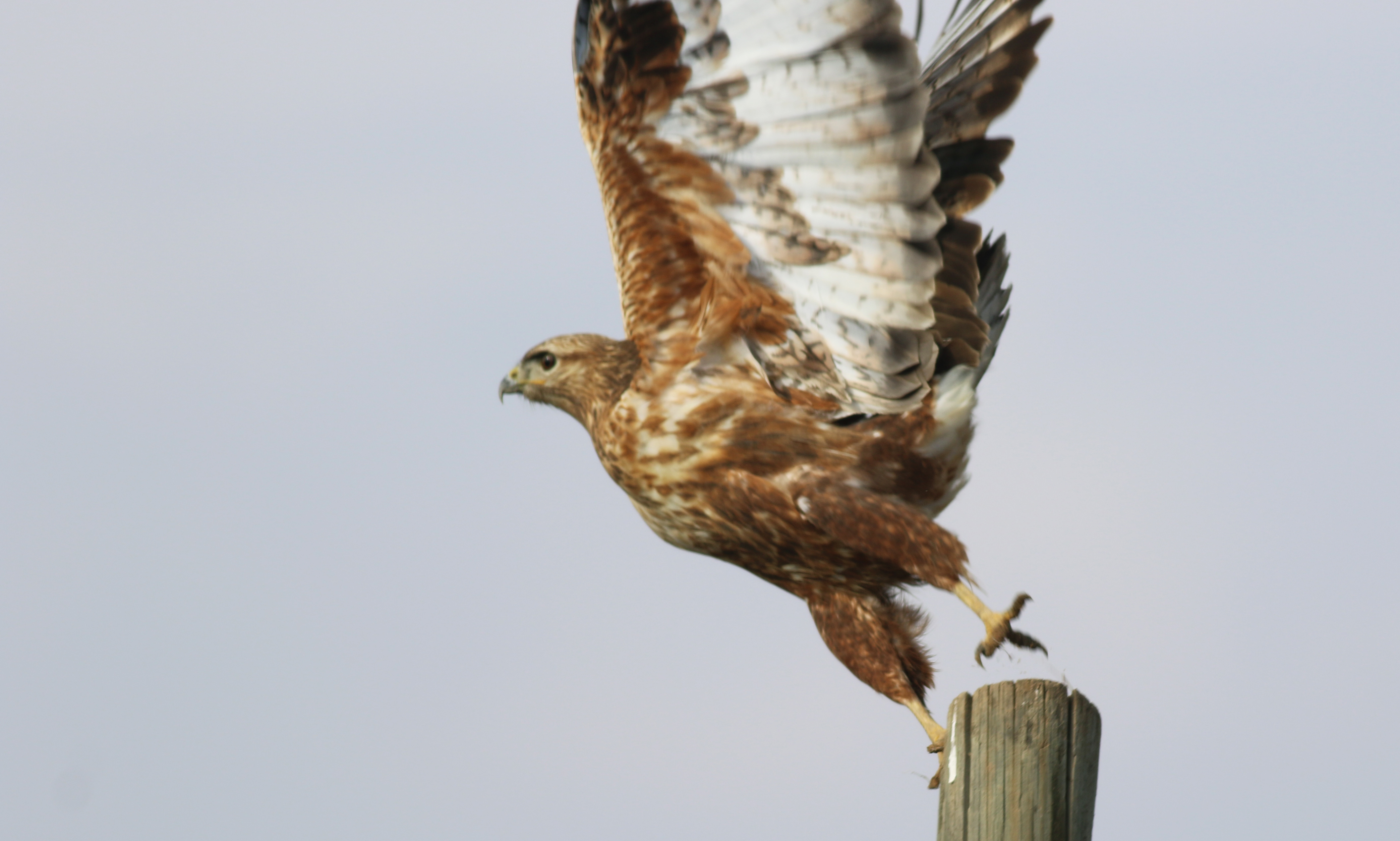 Long-legged Buzzard