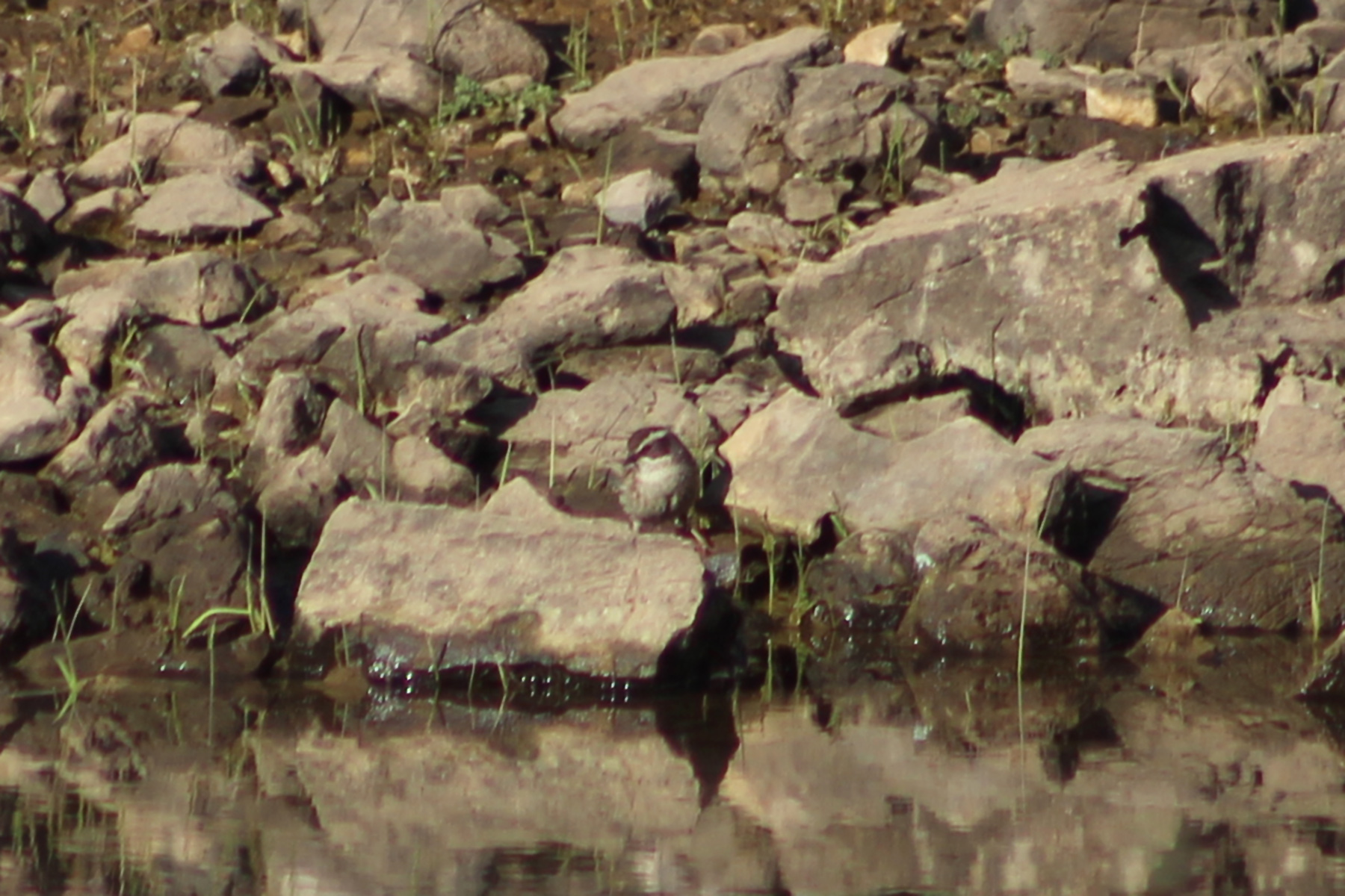 Radde's Accentor