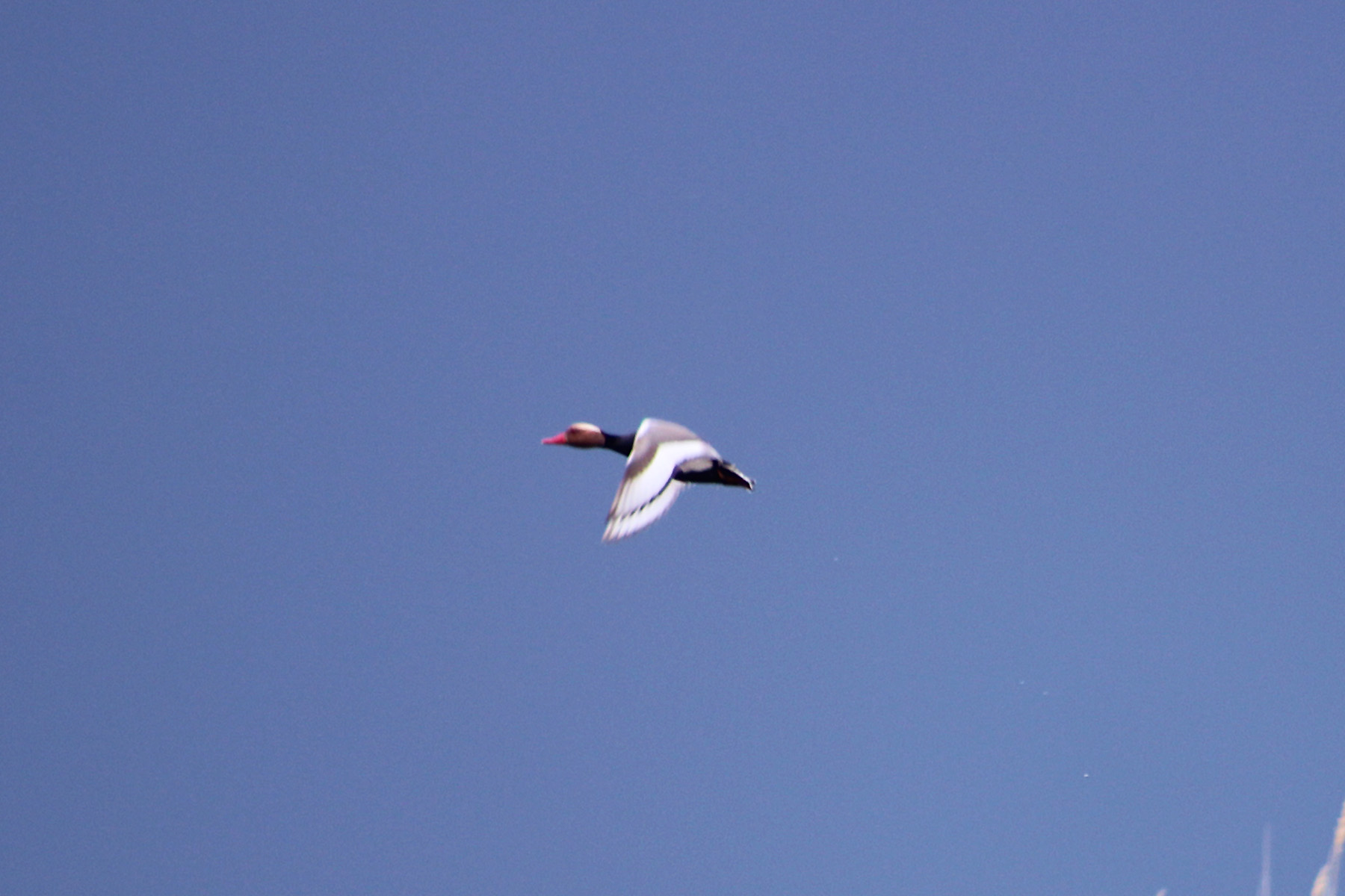 Red-crested Pochard