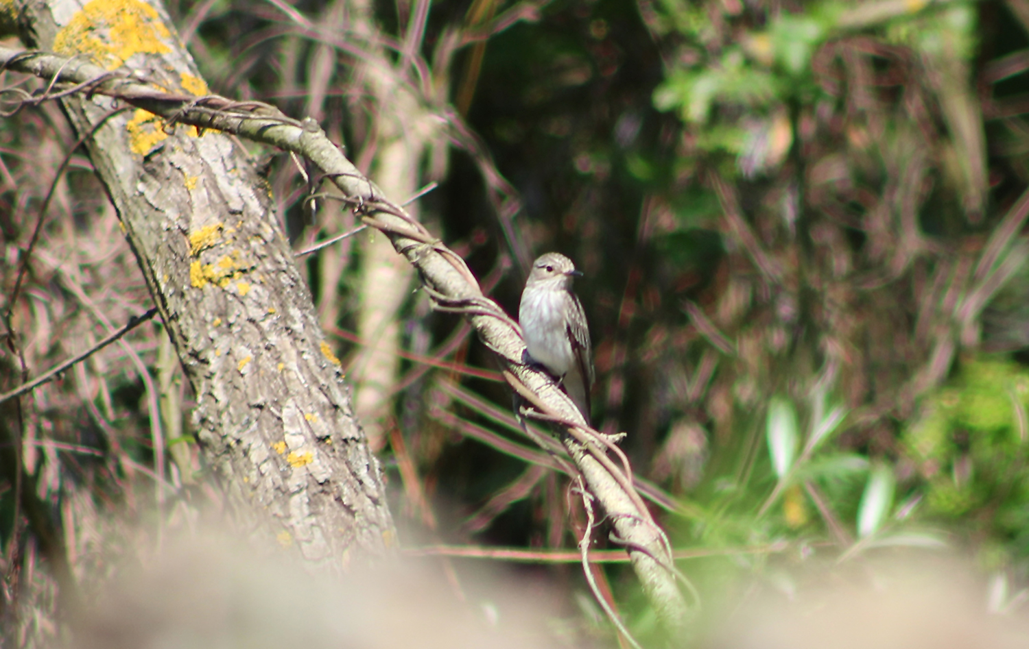 Spotted Flycatcher