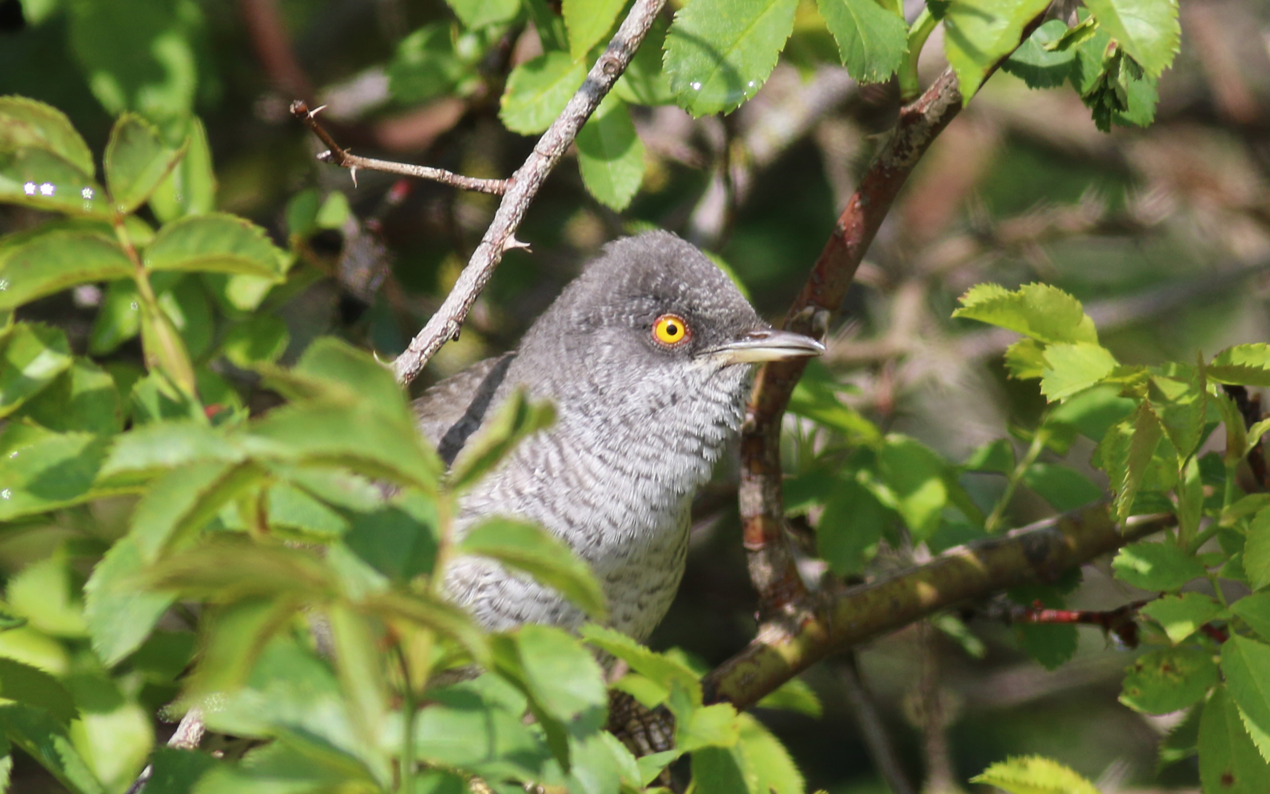 Barred Warbler
