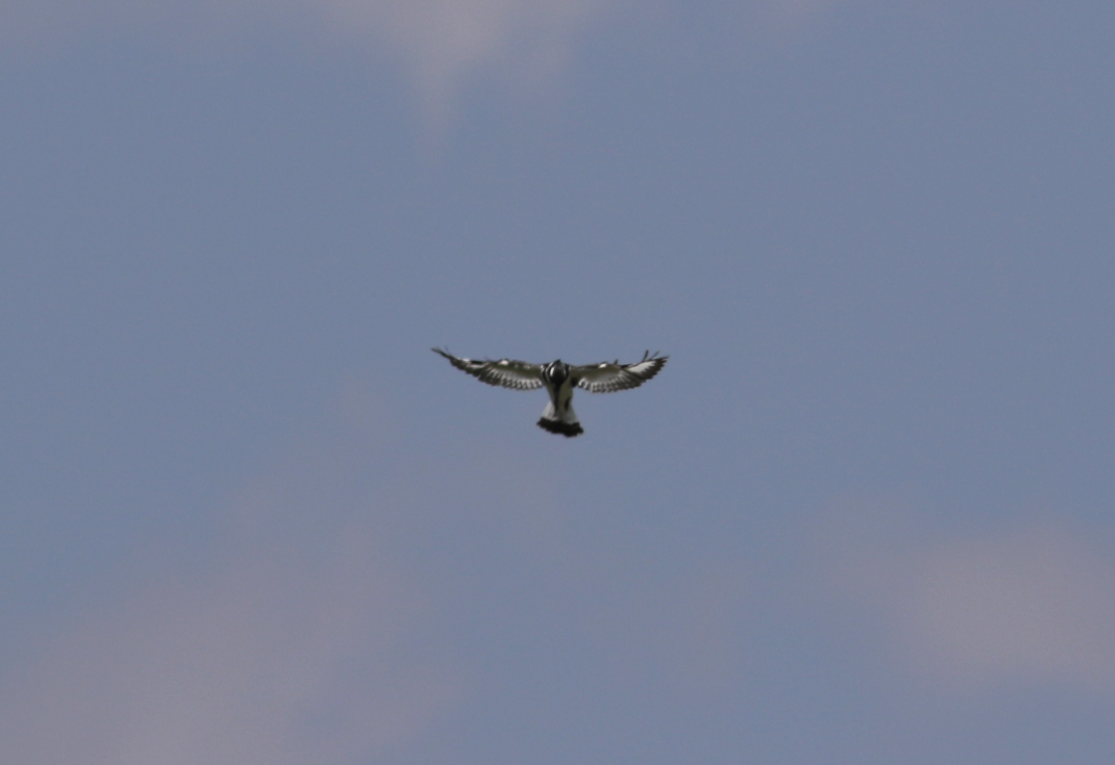 Pied Kingfisher