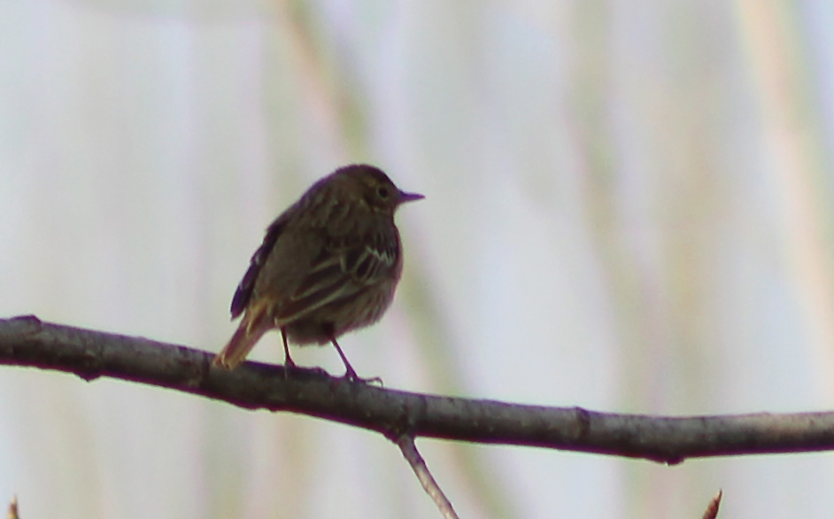 Meadow Pipit