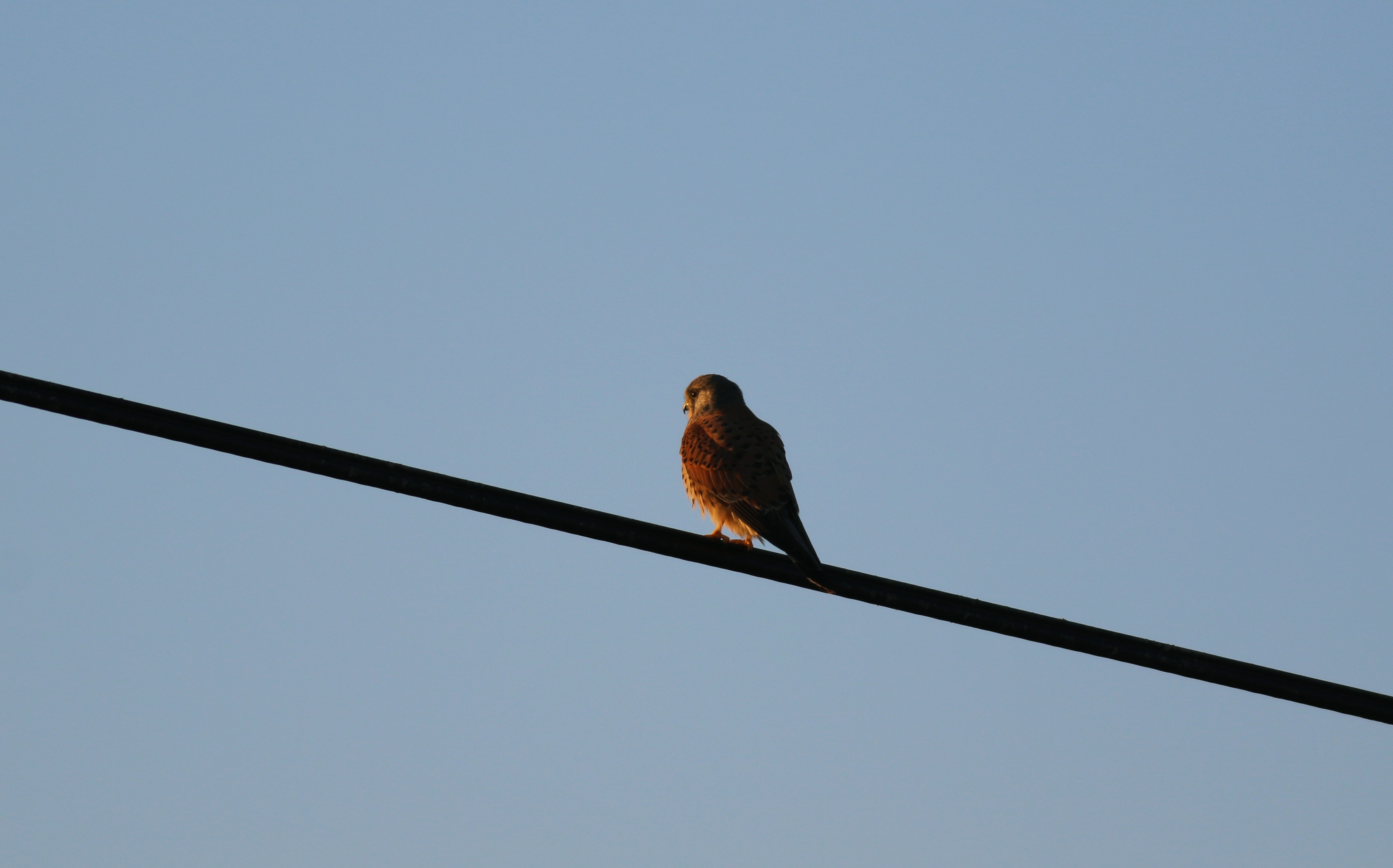 Eurasian Kestrel