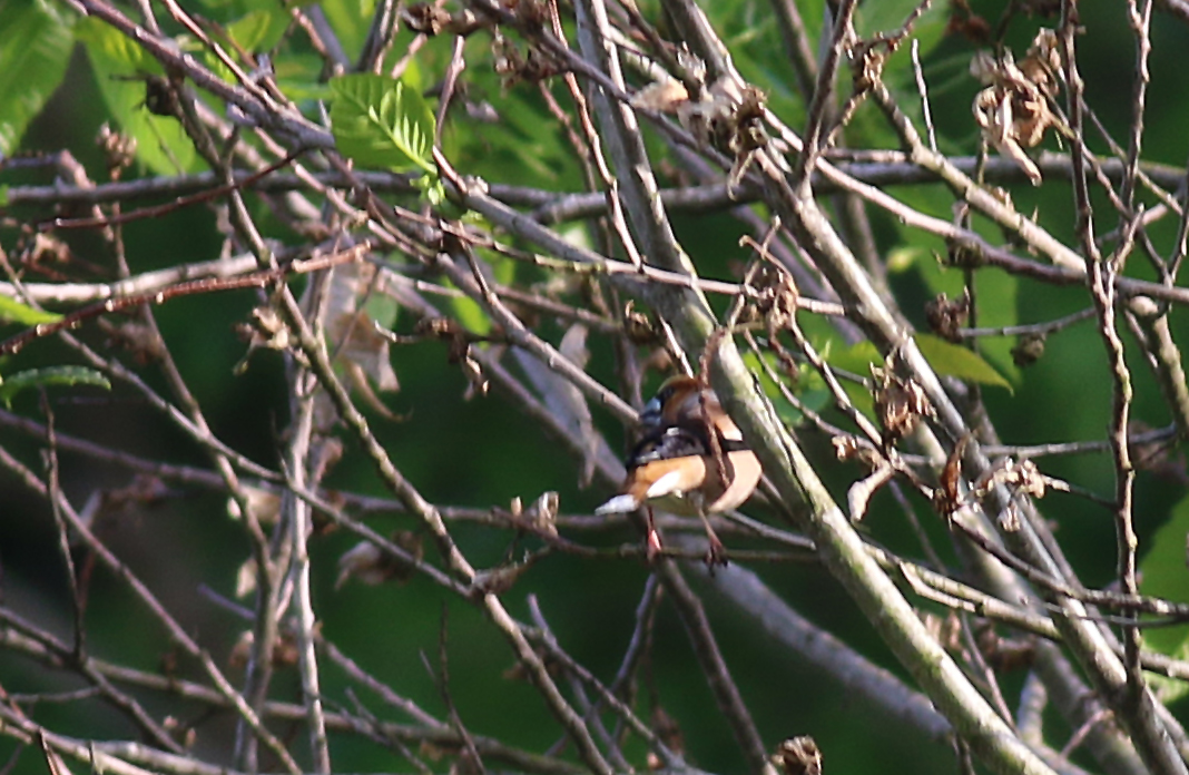 Hawfinch