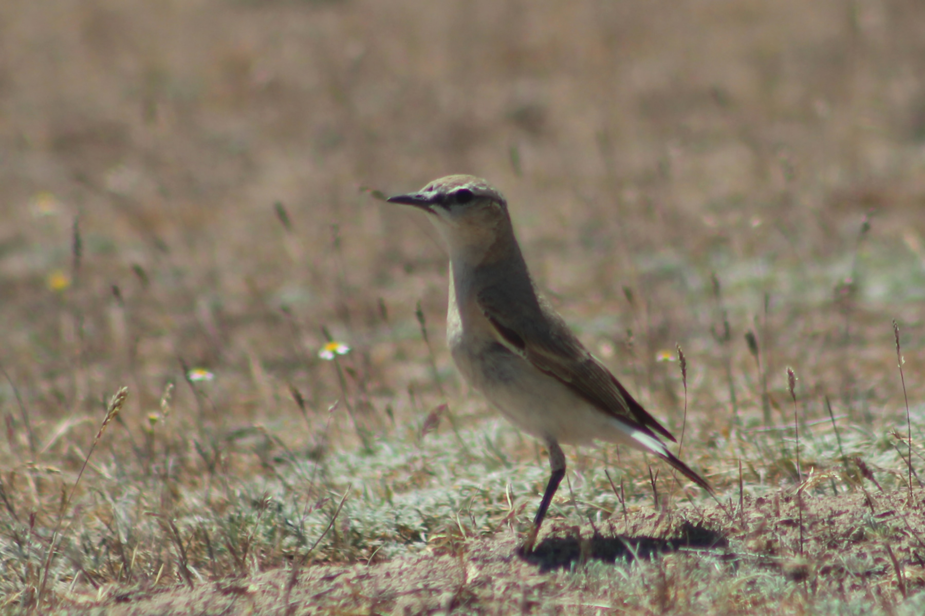 Isabelline Wheatear