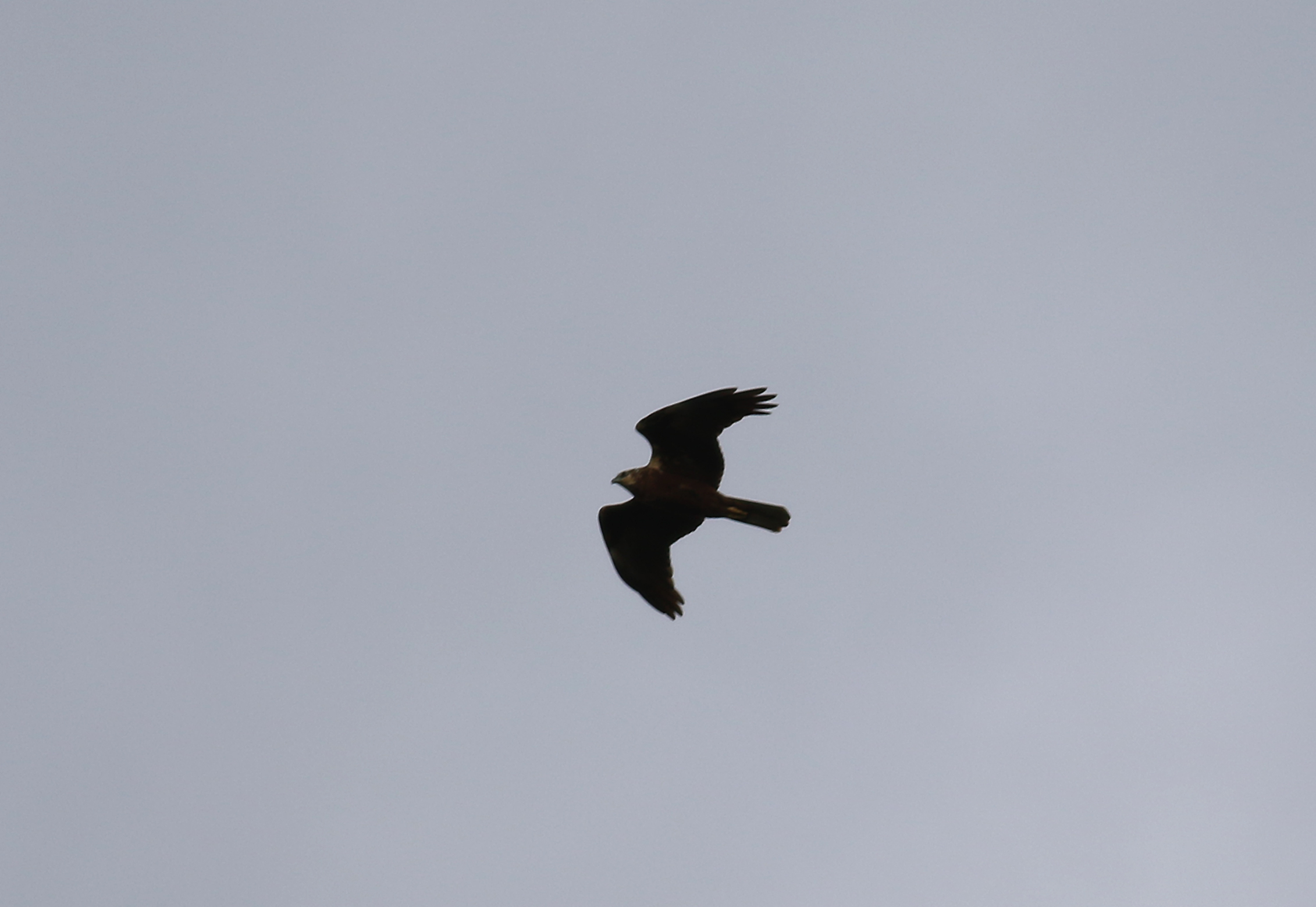 Eurasian Marsh-Harrier