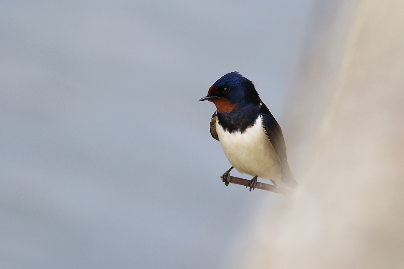 Barn Swallow
