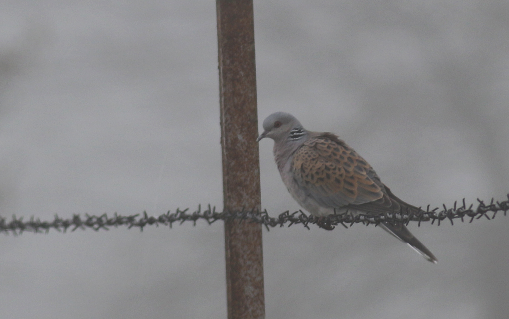 European Turtle-Dove