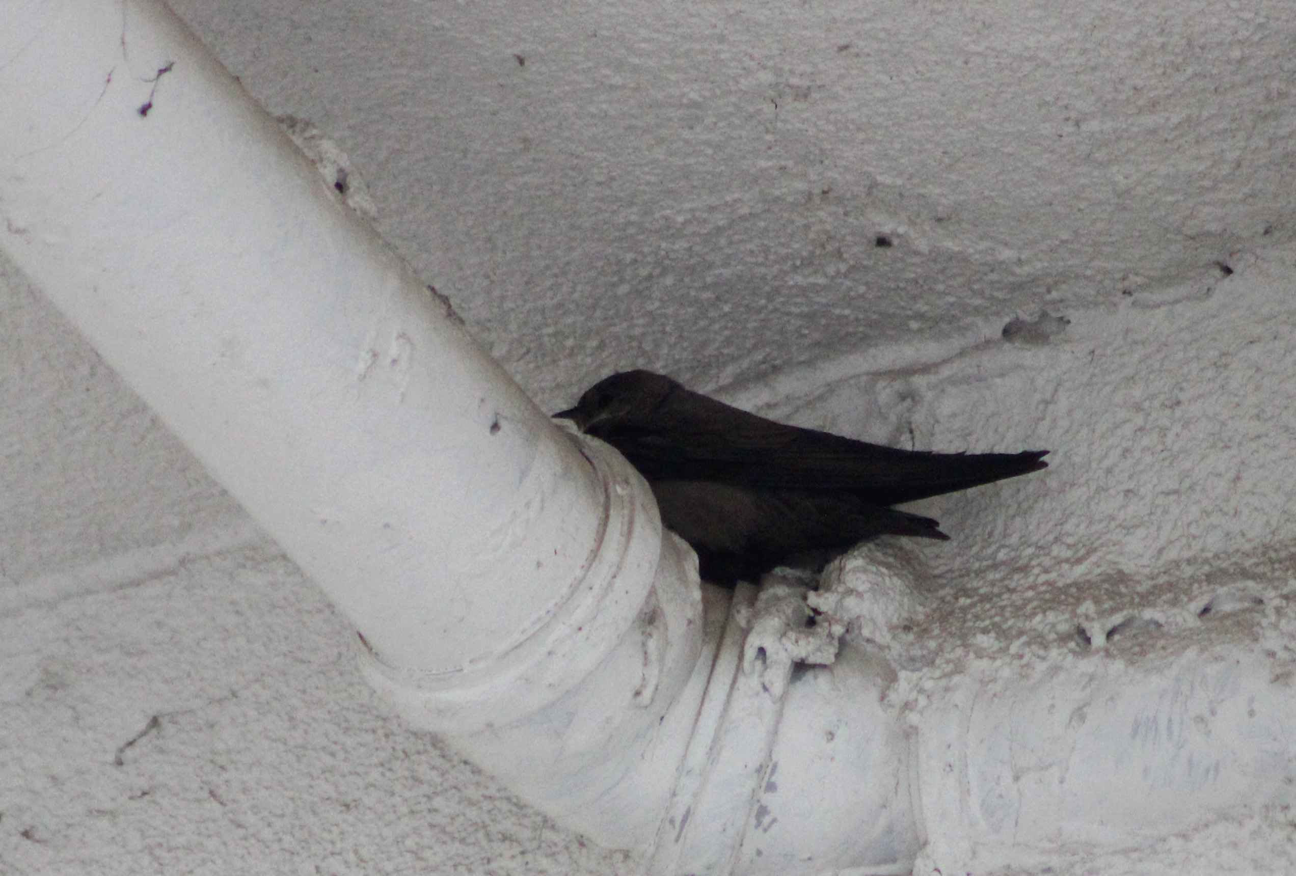 Eurasian Crag-Martin