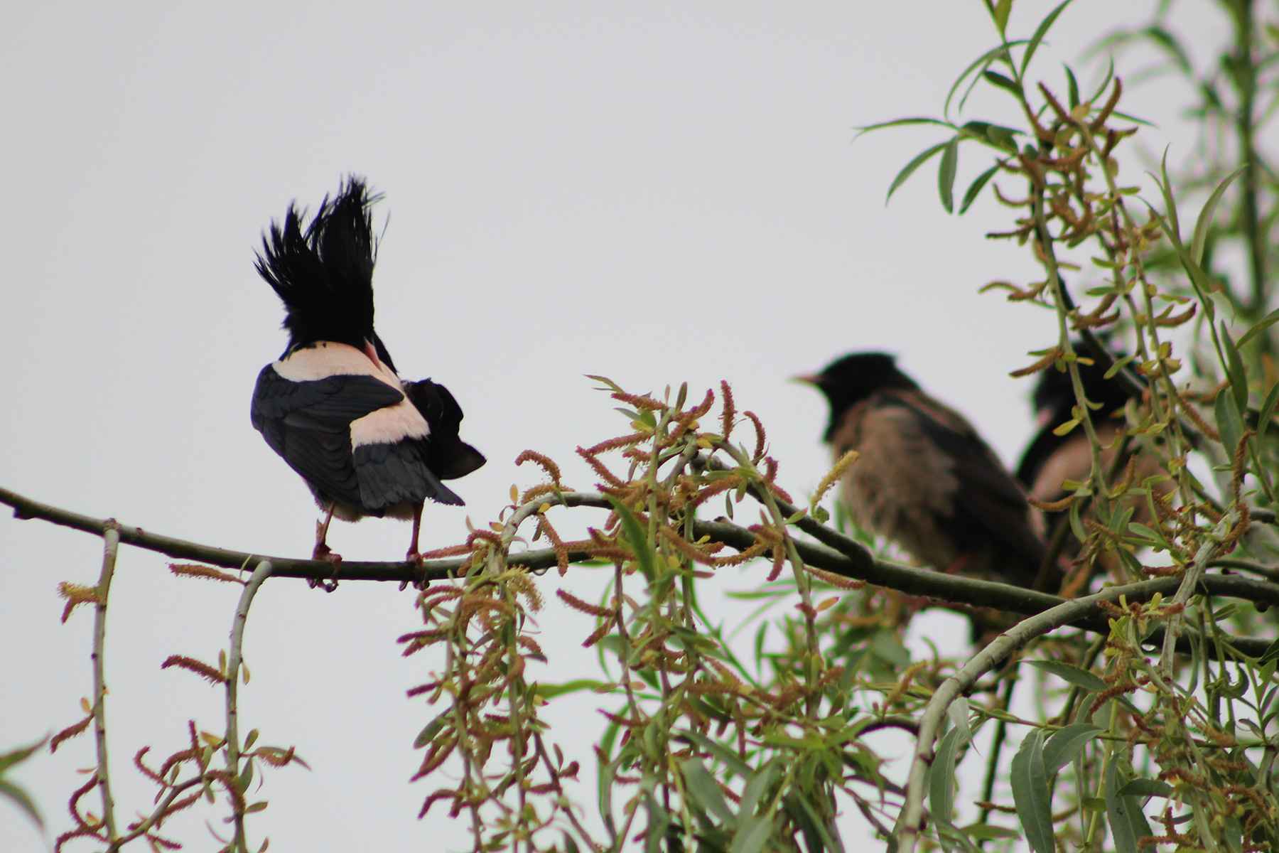 Rosy Starling