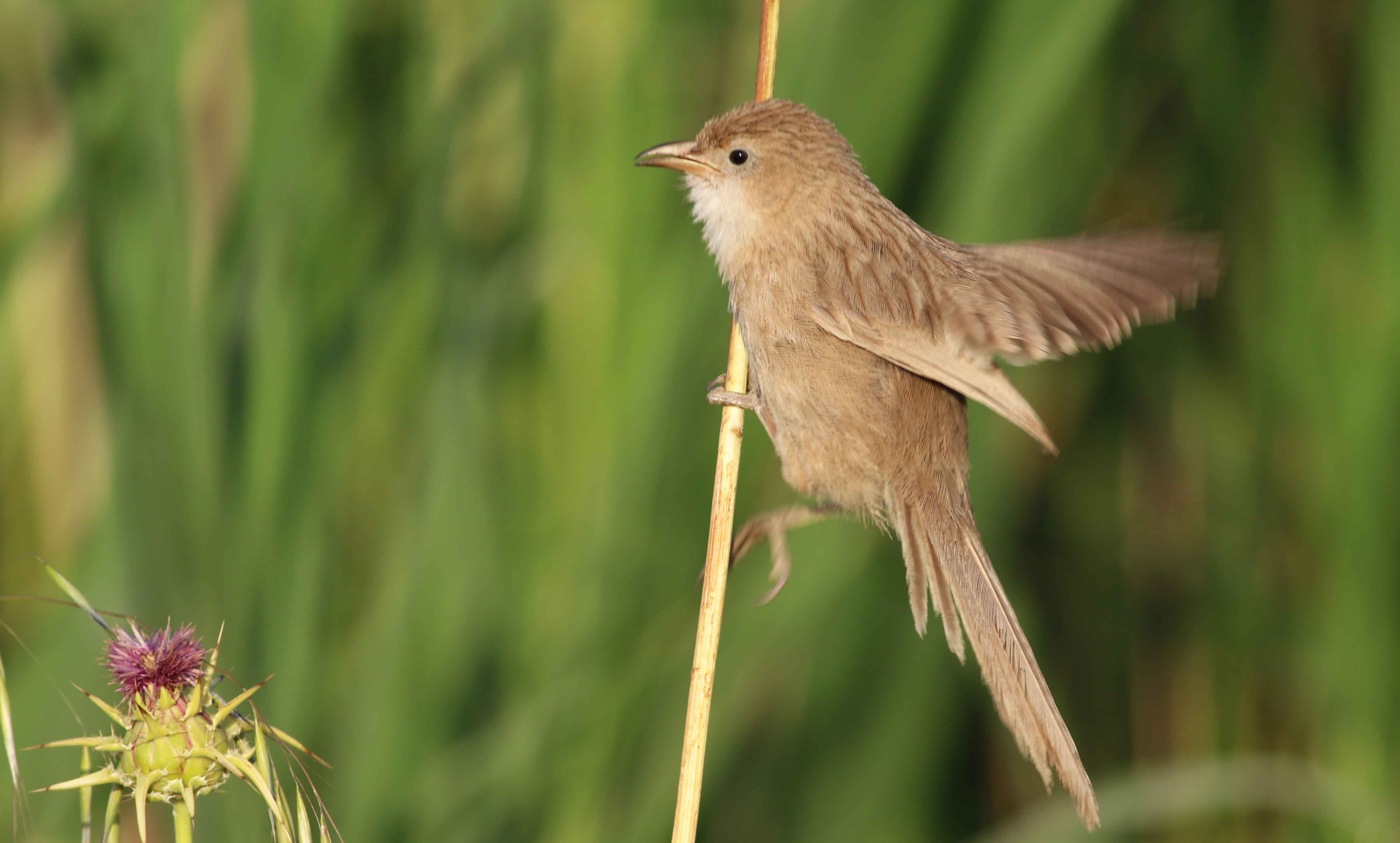 Iraq Babbler