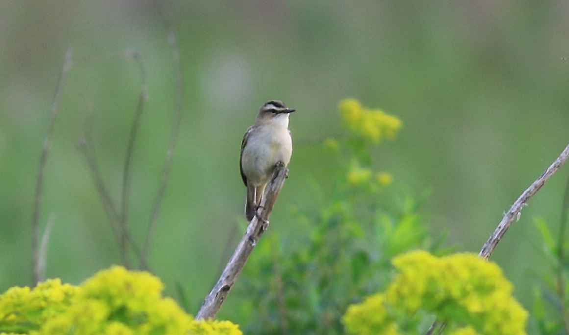Sedge Warbler